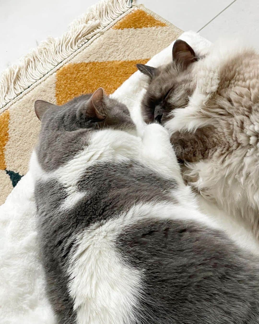 ギモさんのインスタグラム写真 - (ギモInstagram)「사이좋은 고영희💕 1~4번은 어제 사진이고 5번부터는 오늘인데요 넘나 같은날 찍은 사진인 것 같이 복붙ㅋㅋㅋ  시오는 궁팡에서 사온 이 고양이 담요가 진짜 마음에 들었나봐요 이틀째 눈뜨자마자 매번 애들이 이러고 있어서 집사는 행복함니다🥹  결론: 쨔매는 참지않앟ㅎㅎ  #cat #토토상회 #사랑꾼챠매 #사이좋시오」11月20日 20時48分 - 1room1cat