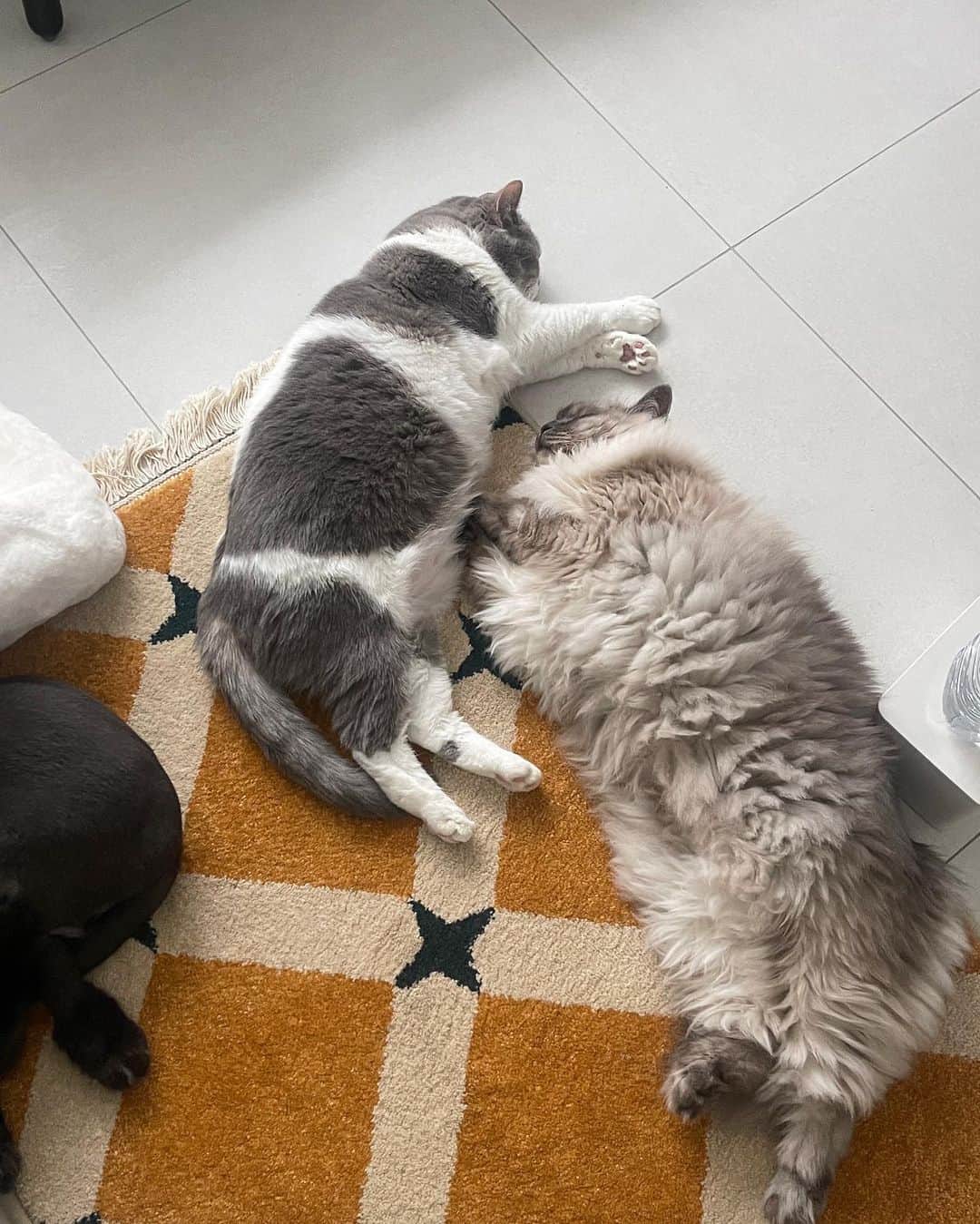 ギモさんのインスタグラム写真 - (ギモInstagram)「사이좋은 고영희💕 1~4번은 어제 사진이고 5번부터는 오늘인데요 넘나 같은날 찍은 사진인 것 같이 복붙ㅋㅋㅋ  시오는 궁팡에서 사온 이 고양이 담요가 진짜 마음에 들었나봐요 이틀째 눈뜨자마자 매번 애들이 이러고 있어서 집사는 행복함니다🥹  결론: 쨔매는 참지않앟ㅎㅎ  #cat #토토상회 #사랑꾼챠매 #사이좋시오」11月20日 20時48分 - 1room1cat