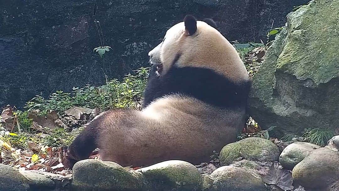 iPandaのインスタグラム：「Jia Bao, you are in shape! Are you imitating the pose of the odalisque in the famous canvas by Ingres? 🐼 🐼 🐼 #Panda #iPanda #Cute #HiPanda #CCRCGP  For more panda information, please check out: https://en.ipanda.com」