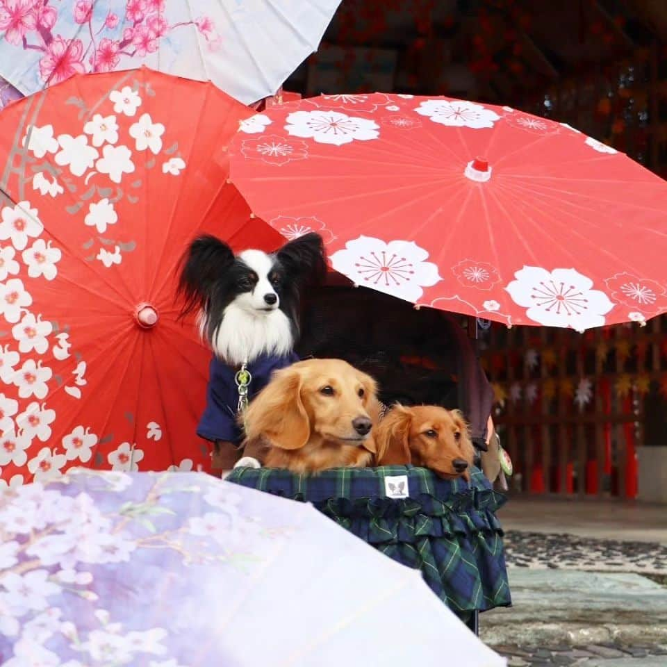 ピックさんのインスタグラム写真 - (ピックInstagram)「#別小江神社 　 @kota.emon.papi.mama  ピク＆ピコ＆笑門の #七五三 　参り 、 素敵な思い出 、 カメラマン美里📷 いつもありがとうー 、 ランチ投稿はまた、後程 、 おやすみなさい🐶🐶😴 、 #多頭飼いの幸せ  #ミニチュアダックスフンド  #dachshund  #dachshundlove  #名古屋市 #イッヌ #いぬバカ部 #pecoいぬ部 #peppyフォト部 #dachshundlove #doggy #dogstagram_japan #イヌスタグラム #いぬすたぐらむ #たんそく部 #いぬのいる暮らし #犬の居る生活 #miniaturedachshund #犬 #dog #todayswanko #pecoいぬ部 #わんわん小学校 #lovedogs #犬好きな人と繋がりたい」11月20日 21時20分 - pick09040904