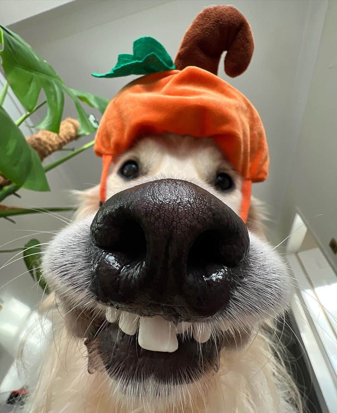 SHEINのインスタグラム：「@mr_frankthegolden is looking good and feelin' gourd-geous 🎃🐶🧡  #SHEINinspo」