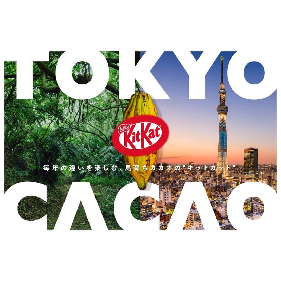 KITKAT Chocolatoryさんのインスタグラム写真 - (KITKAT ChocolatoryInstagram)「【 コメントから絵文字を送って🤎 】  ＼ 📢11/20(月)発売 ／  “希少な国産カカオ豆”から作られたチョコレートを使用した「キットカット ミニ 東京カカオ」🍫✨  毎年の違いを楽しむ、島育ちカカオの “キットカット”🍫今年、東京・小笠原諸島で収穫された希少なカカオ豆から作られたチョコレートを使用した、薫り高く華やかな味わい👏  【 📖"希少なカカオ豆"の理由 】 ・日本での栽培が難しいとされる中、収穫した国産カカオを使用 ・10年以上かけてようやく誕生✨ ・国産だからこそ、フレッシュなカカオ豆で薫り高く、華やかな味わい  おひとついかがですか？🍫 みなさんのお気持ちをコメントから聞かせて😉 （該当する絵文字を送ってね）  🤎：魅力的！食べてみたい〜！ 🤍：知ってたよ〜！ 🖤：はじめて知った！興味ある...！  ハイライト「東京カカオ」からも詳細をチェックしてね💡  #キットカット #kitkat #キットカット東京カカオ #東京カカオ #小笠原 #小笠原諸島 #希少 #カカオ豆 #期間限定 #break #ブレイク #チョコレート #ウエハース #サクサク #ザクザク #チョコレート好き #チョコレート好きと繋がりたい #チョコレート好きな人と繋がりたい #チョコレート大好き #おやつじかん」11月20日 21時32分 - kitkat_japan_official