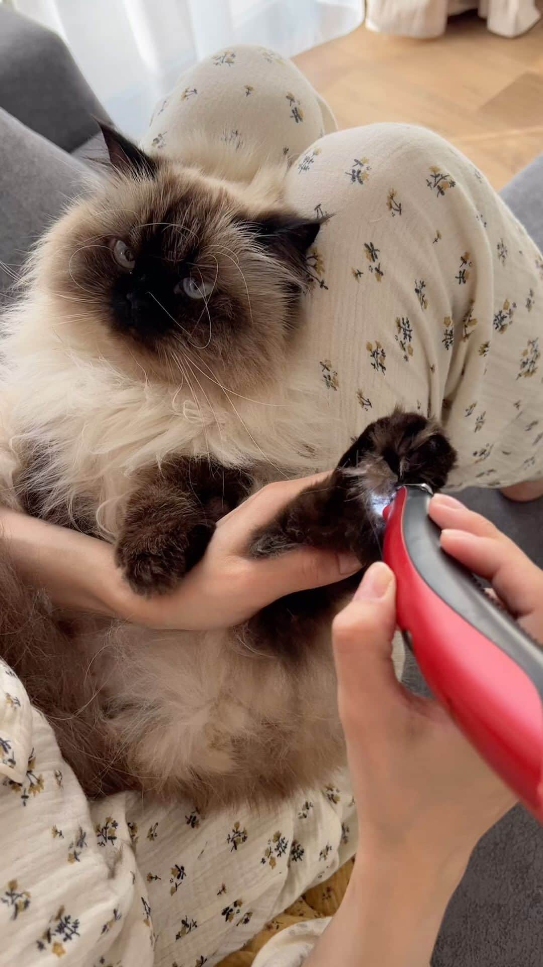 plumeのインスタグラム：「ママの趣味に付き合ってくれてありがとう😌🙏💇🏼‍♀️🐾 肉球のはみ毛カットやブラッシングとかのケアが好き過ぎて🤦🏻‍♀️💘 それにしても @flannelsofa_official のソファは毛がついても取れやすくて助かるわぁ😉🫶🛋️  . . . .  🛋️ @flannelsofa_official ✂️ @selectshop_crea #pr」