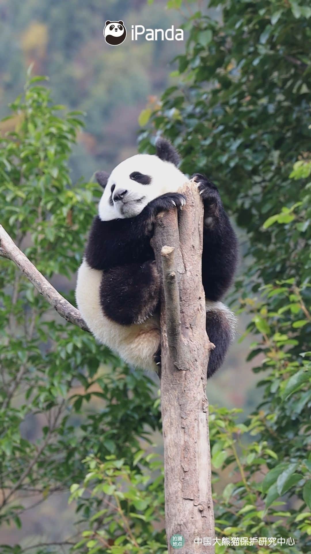 iPandaのインスタグラム：「Which animal do you think is cuter, koala or panda? What about the combination of koala and panda?  🐼 🐼 🐼 #Panda #iPanda #Cute #HiPanda #CCRCGP #PandaMoment  For more panda information, please check out: https://en.ipanda.com」