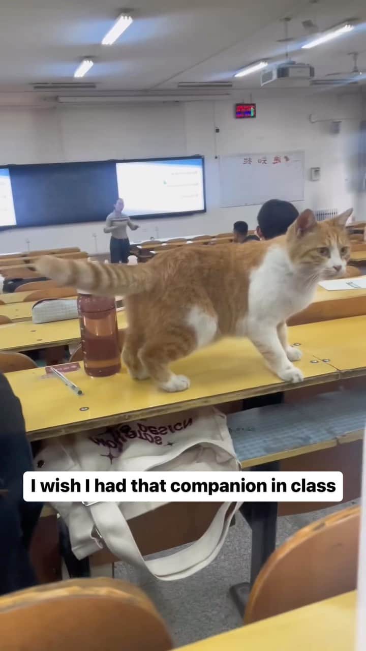 Cute Pets Dogs Catsのインスタグラム：「I wish I had that companion in class  Credit: adorable DY ** For all crediting issues and removals pls 𝐄𝐦𝐚𝐢𝐥 𝐮𝐬 ☺️  𝐍𝐨𝐭𝐞: we don’t own this video/pics, all rights go to their respective owners. If owner is not provided, tagged (meaning we couldn’t find who is the owner), 𝐩𝐥𝐬 𝐄𝐦𝐚𝐢𝐥 𝐮𝐬 with 𝐬𝐮𝐛𝐣𝐞𝐜𝐭 “𝐂𝐫𝐞𝐝𝐢𝐭 𝐈𝐬𝐬𝐮𝐞𝐬” and 𝐨𝐰𝐧𝐞𝐫 𝐰𝐢𝐥𝐥 𝐛𝐞 𝐭𝐚𝐠𝐠𝐞𝐝 𝐬𝐡𝐨𝐫𝐭𝐥𝐲 𝐚𝐟𝐭𝐞𝐫.  We have been building this community for over 6 years, but 𝐞𝐯𝐞𝐫𝐲 𝐫𝐞𝐩𝐨𝐫𝐭 𝐜𝐨𝐮𝐥𝐝 𝐠𝐞𝐭 𝐨𝐮𝐫 𝐩𝐚𝐠𝐞 𝐝𝐞𝐥𝐞𝐭𝐞𝐝, pls email us first. **」
