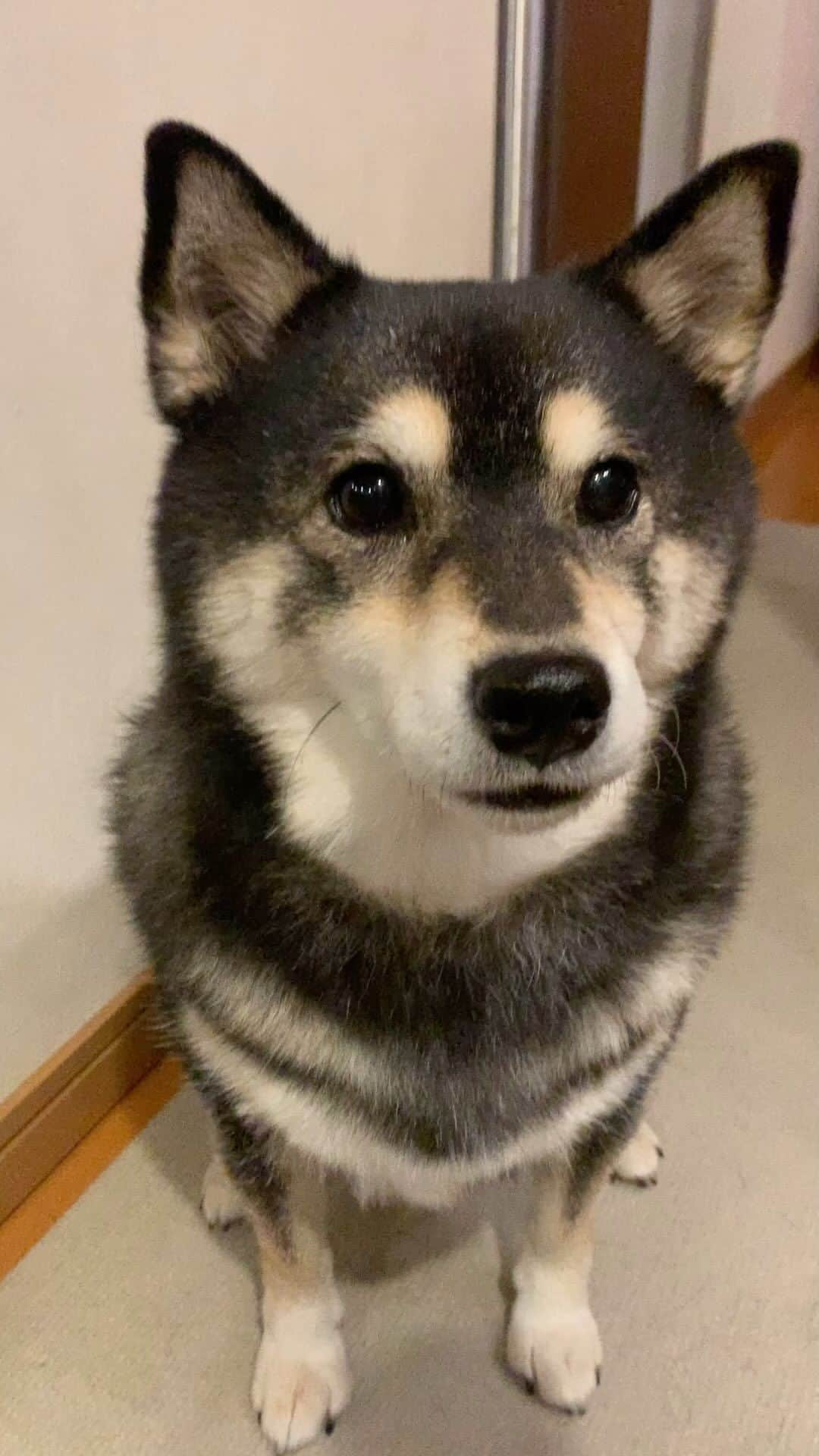 吾子のインスタグラム：「・ ・ あこわんあむあむ🐶❤️ ・ ・ 雪もチラチラの札幌⛄️ ・ はやくモコモコにならないと🐶💦 ・ ・  2024 Acoshiba calendar on sale! It's a good deal because the yen is cheap! Please go to the sales page from the link in the profile.  ・ #栄養つけてモコモコに #10歳 #sapporo  ・ 北海道の柴犬 #柴北会 の皆ワン🐶もうすぐ雪の上走れるよー⛄🐕 ・ #adorable #instadog#shibainu#dog#柴犬ライフ #instashiba#柴犬マニア #9gag #barked #kuroshiba#socute #cutedog#いぬのきもち #黒柴 #dogstagram_japan」