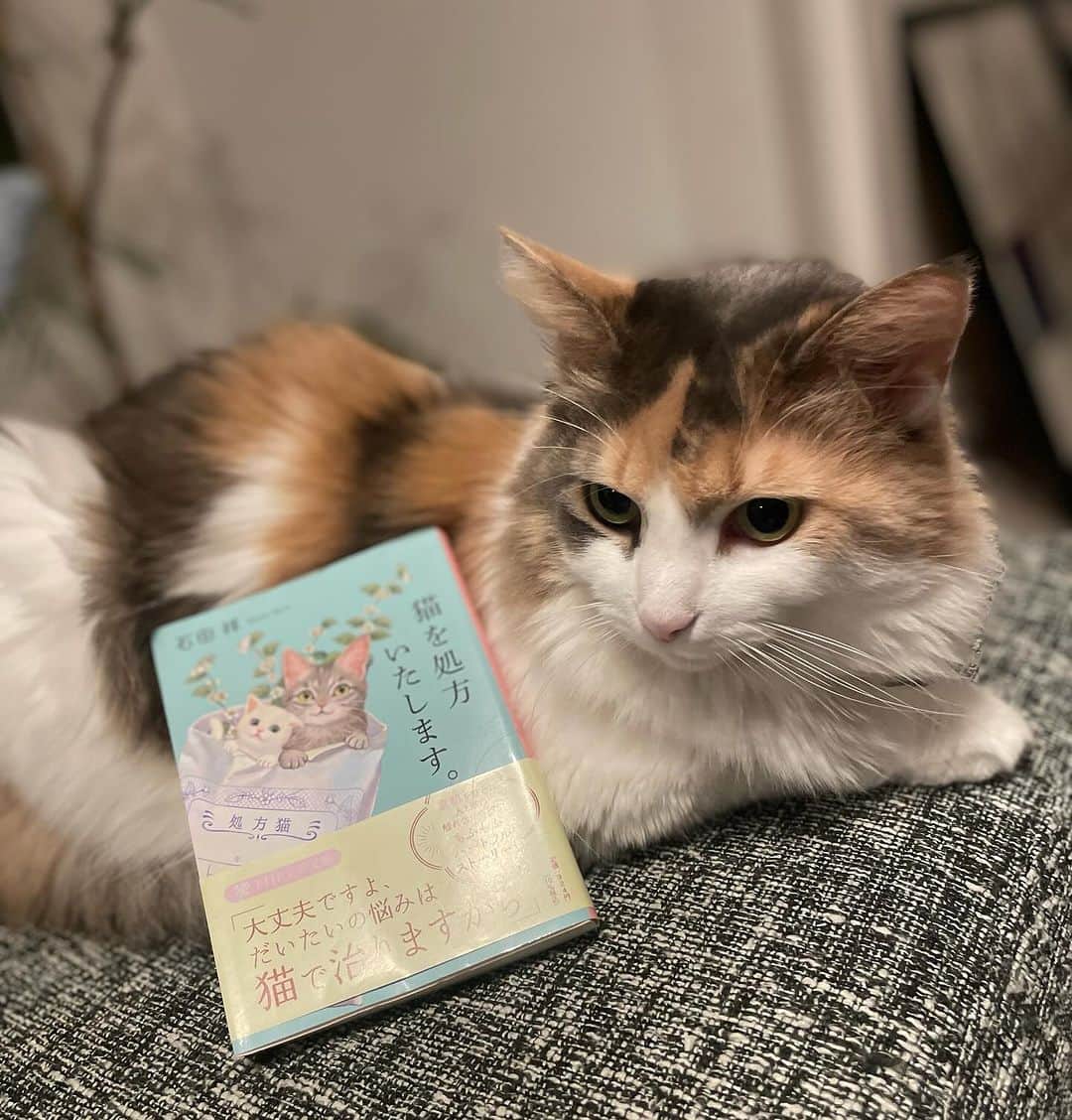 悠木ゆうかのインスタグラム：「最近読んだ本  「猫を処方いたします。」  心の不調に猫。  たしかにそうかも…🤍 ほっこり優しい読み物でした🐾  #セラピーキャット #ノルウェージャンフォレストキャット  #ベンガル」