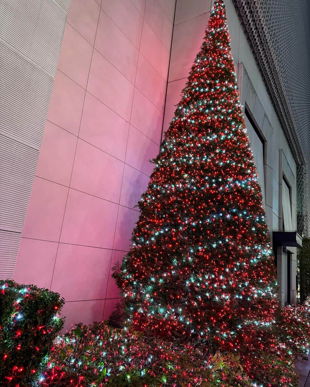 加藤慶祐さんのインスタグラム写真 - (加藤慶祐Instagram)「. 銀座もクリスマスモード🎄 シャンパン事業始めるまでは、 こんなに毎日銀座に来ると思わなかった！ @starlean_champagne . #シャンパン#テスラ #銀座#高級クラブ#クリスマス」11月20日 22時30分 - katokeisuke_official