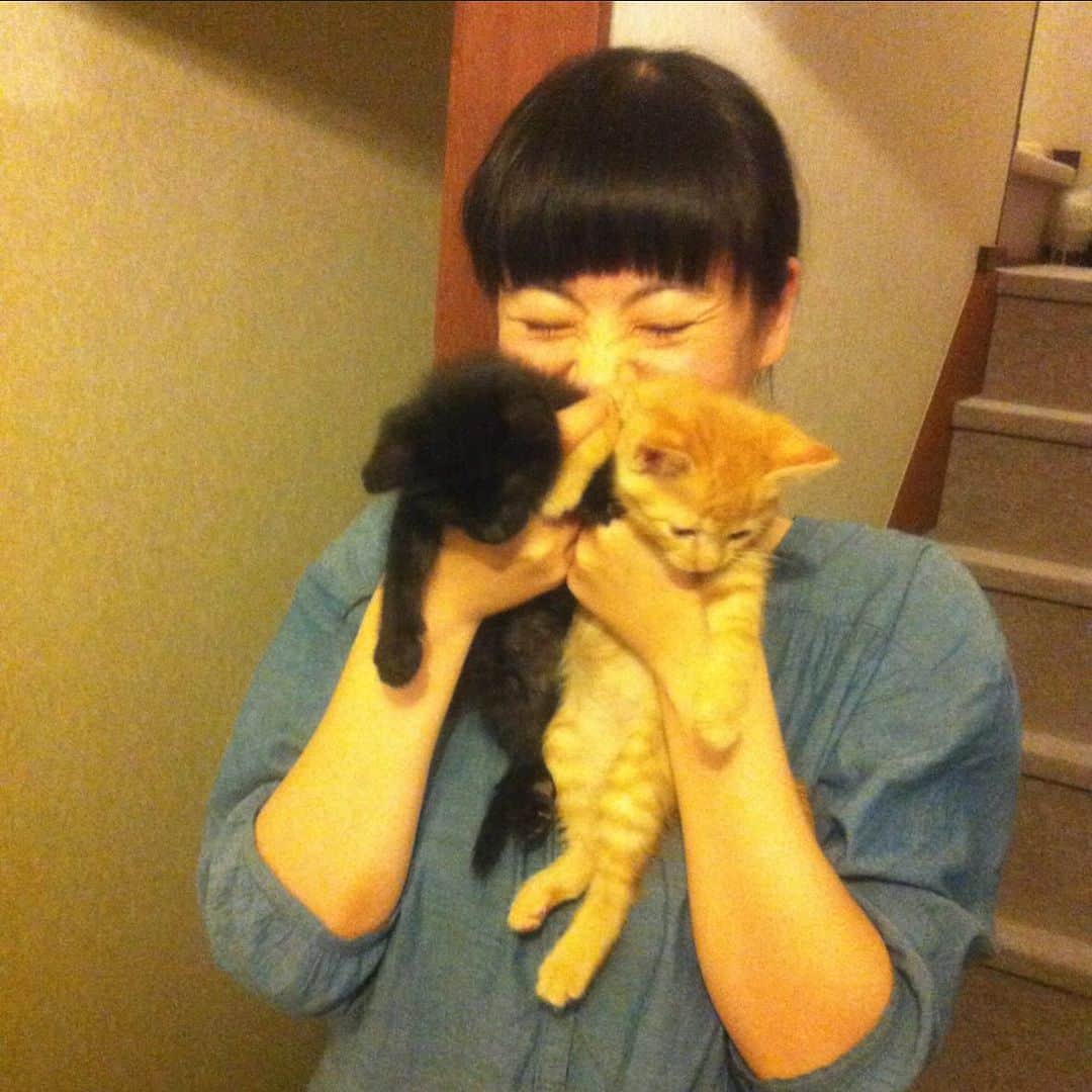 猫沢エミさんのインスタグラム写真 - (猫沢エミInstagram)「ピガの最初のお母さんは、アドバンテージルーシーのアイコちゃん @lucy_aiko の愛猫で、全盲の猫ハイジさんだった。  私のこれまでの人生で特別な猫はイオちゃん、そしてこのハイジさんだ。そのハイジさんが17歳で天寿をまっとうした。  アイコちゃんちにおちびのピガを貰い受けに行った時、目の見えないハイジさんがぴったりと身体を寄せて、ピガと一緒に拾われた兄弟の茶トラくんとピガを育ててくれていた。  なんという愛かと衝撃を受けた。それを見守るアイコちゃんの慈愛にも。  命の存在の意義に種別は関係ない。尊敬する対象としても。  ハイジさん、私はあなたのことを心底尊敬していました。ピガの子育てのモデルはまぎれもなくあなただったし、それはこれからも変わりません。  今ごろ、先にハワイへ行ったアイコちゃんのもう1匹の愛猫リロさんとイオが、「本当におつかれさまでした♥️」とブルーハワイを差し出しているはずだ。  ハワイではきっと目が見えている。その目で、これからもピガを見守り続けてください。  私もあなたの愛に恥じないように、愛溢れる人生を歩んでいきます。  ありがとう。  #ピガ兄　#猫と生きる　#東京下町時間」11月20日 22時35分 - necozawaemi