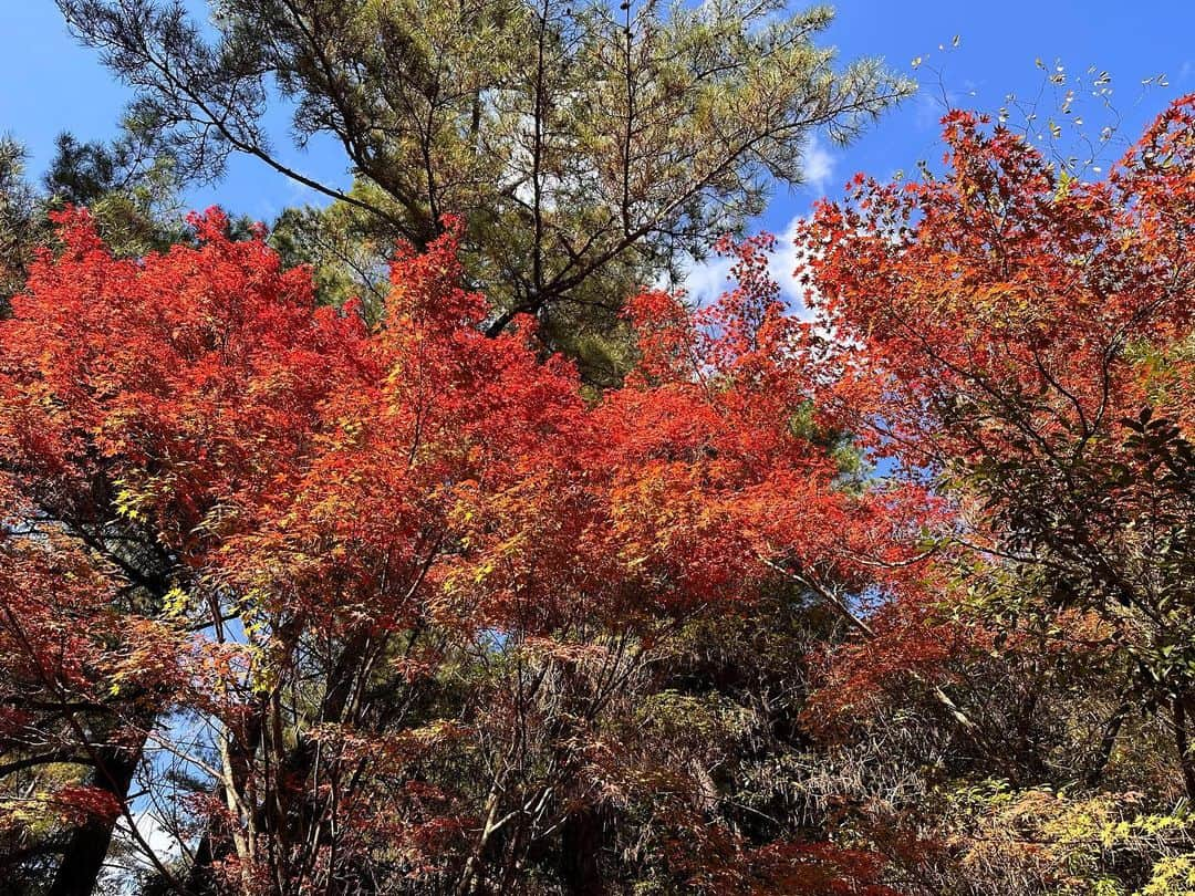 新保友映のインスタグラム：「宮島の紅葉谷公園の紅葉、11/18(土)はこんな感じでした🍁🍂   ちなみに、フェリー乗り場の案内所のようなところに、潮汐表があるので、歩いて大鳥居のところまで行けるかどうか、確認できます😃 この日の午後は、干潮でも157cmだったので午後は歩いて行ける時間はありませんでした😌  千畳閣にも行ったり、焼きたてもみじ饅頭を食べてホッとしたり🍁 久しぶりの宮島旅、良い時間でした✨  #宮島 #安芸の宮島 #厳島神社 #大鳥居 #世界遺産 #日本三景 #もみじ饅頭 #紅葉 #観光 #広島 #miyajima #miyajimaisland  #hiroshima #itsukushima  #itsukushimashrine  #torii」