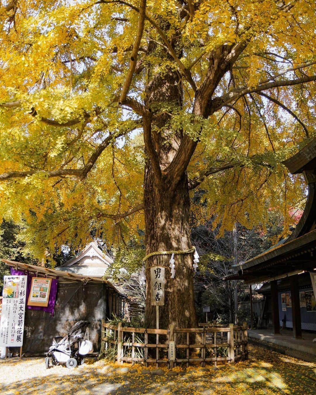 Promoting Tokyo Culture都庁文化振興部さんのインスタグラム写真 - (Promoting Tokyo Culture都庁文化振興部Instagram)「Omiya Hachimangu Shrine is a well-known shrine that brings good luck for marriage, childbirth, and child-rearing.  Many people visit the shrine every year for Shichi-Go-San, a traditional Japanese celebration for 3 and 7-year-old girls, and 5 and sometimes 3-year-old boys. Typically held in mid-November, this festival is a joyful occasion, marked by the sight of golden gingko trees gracing the shrine's surroundings.  子供の健やかな成長を3歳・5・7歳を節目に祝い祈願する11月の伝統行事「七五三」。 杉並区の「大宮八幡宮」は縁結び・安産・子育てにご利益のある神社として親しまれており、毎年多くの方々が七五三のお参りに足を運びます。 黄色く色づいた銀杏の木が境内を彩る光景もまた、この時期ならではです。  #tokyoartsandculture 📸: @ariel.land  #suginamiku #Ginkgo #杉並区 #大宮八幡宮 #銀杏 #紅葉 #japantraditional #japanculture  #artandculture #artculture #culturalexperience #artexperience #culturetrip #theculturetrip #japantrip #tokyotrip #tokyophotography #tokyojapan  #tokyotokyo #explorejpn #unknownjapan #discoverjapan #japan_of_insta  #nipponpic  #japanfocus #japanesestyle #artphoto #artstagram」11月20日 23時20分 - tokyoartsandculture