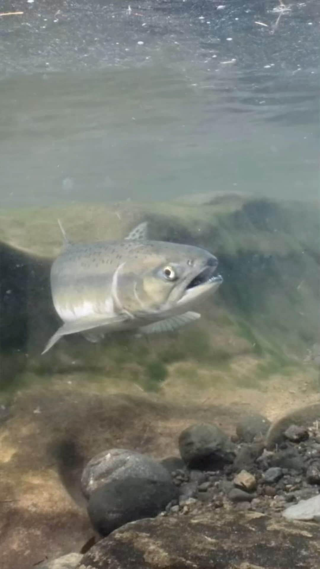 ナショナルジオグラフィックのインスタグラム：「Using her sharp sense of direction, extraordinary jumping abilities, and sheer determination, this salmon completes an exceptionally challenging journey through 30 miles of treacherous waters. It takes all she has to complete the voyage, but in passing the salmon provides critical nutrients that bring new life to the Alaskan wilderness.  #IncredibleAnimalJourneys, narrated by @jeremyrenner, is now STREAM-ing on @DisneyPlus and @hulu.」