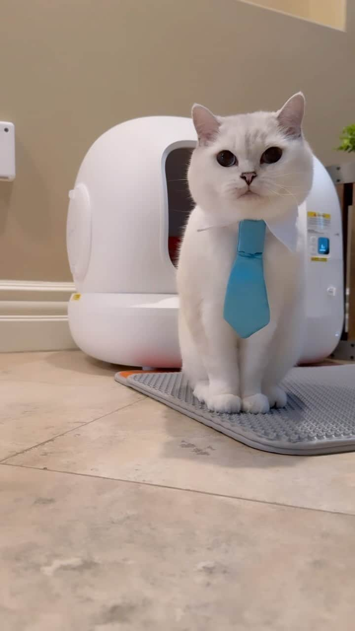 ミスター・ホワイトのインスタグラム：「Paws up for the purr-fect litter box experience! Petkit Puramax’s, magical creation is like a feline paradise – spacious, self-cleaning, and odor-free for up to two weeks! Imagine your cat’s joy in a clean, comfy space. You can control it with your phone! Plus, it tracks my health and weight. Ready to upgrade your cat’s litter box? Tap the link in my bio to learn more! 🛍️😺 #PetkitMagic #ad   Take advantage from Black Friday Sale! Get PURAMAX for $390 instead of $569! Sale ends 11/27 @petkitofficial」