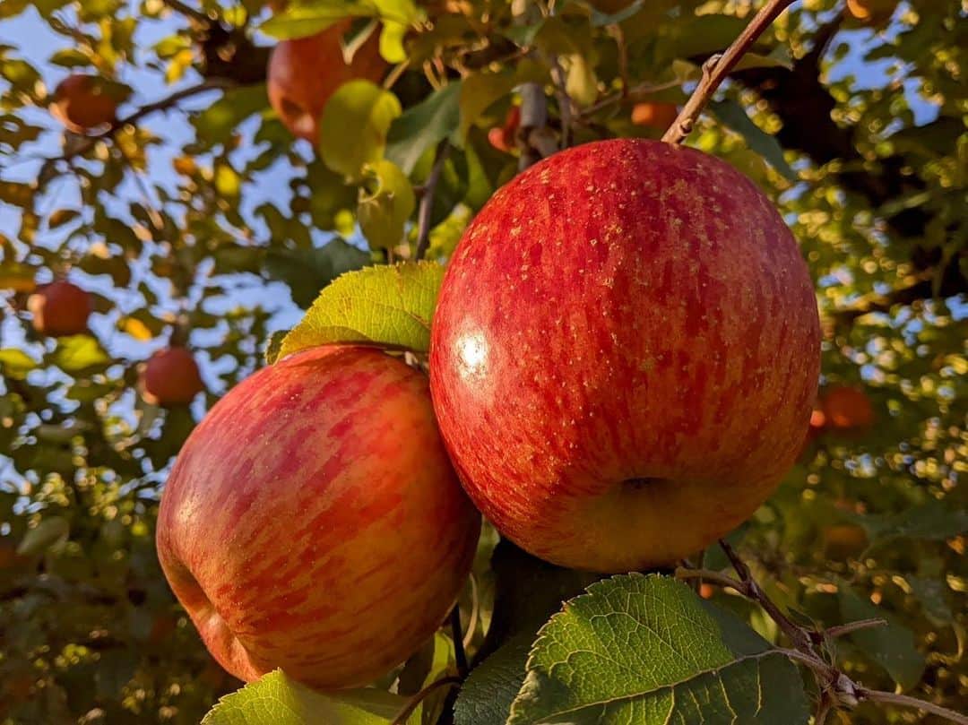 依田司さんのインスタグラム写真 - (依田司Instagram)「11月21日(火) 栃木県矢板市の「加藤農園」さんのリンゴ畑から。 ここ矢板市はリンゴの生産量が栃木県内トップを誇ります。実が完全に熟すまで樹につける「樹上完熟」によって瑞々しく、甘いリンゴになるんだそう。 今年は異例の残暑が続いたため、収穫時期が2週間ほど遅くなってしまったそうです。それでも、ここ最近の冷え込みで成長がすすみ、少しずつ出荷が始まりました。猛暑の影響からか、今年は例年より甘いリンゴが出来たそうです。りんごジュースやりんごバター、りんごのグラッセなど、どれも絶品。直売所や道の駅で購入可能。 2枚目、私はどこ？。  #加藤農園のサンふじ #LACOSTE #ラコステ #依田さん #依田司 #お天気検定 #テレビ朝日 #グッドモーニング #サタデーステーション #気象予報士 #お天気キャスター #japan #japantrip #japantravel #unknownjapan #japanAdventure #japanlife #lifeinjapan #instagramjapan #instajapan #療癒 #ilovejapan #weather #weathercaster #weatherforecast」11月21日 9時37分 - tsukasa_yoda