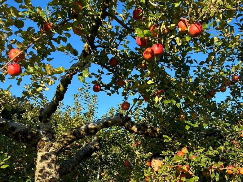 依田司さんのインスタグラム写真 - (依田司Instagram)「11月21日(火) 栃木県矢板市の「加藤農園」さんのリンゴ畑から。 ここ矢板市はリンゴの生産量が栃木県内トップを誇ります。実が完全に熟すまで樹につける「樹上完熟」によって瑞々しく、甘いリンゴになるんだそう。 今年は異例の残暑が続いたため、収穫時期が2週間ほど遅くなってしまったそうです。それでも、ここ最近の冷え込みで成長がすすみ、少しずつ出荷が始まりました。猛暑の影響からか、今年は例年より甘いリンゴが出来たそうです。りんごジュースやりんごバター、りんごのグラッセなど、どれも絶品。直売所や道の駅で購入可能。 2枚目、私はどこ？。  #加藤農園のサンふじ #LACOSTE #ラコステ #依田さん #依田司 #お天気検定 #テレビ朝日 #グッドモーニング #サタデーステーション #気象予報士 #お天気キャスター #japan #japantrip #japantravel #unknownjapan #japanAdventure #japanlife #lifeinjapan #instagramjapan #instajapan #療癒 #ilovejapan #weather #weathercaster #weatherforecast」11月21日 9時37分 - tsukasa_yoda