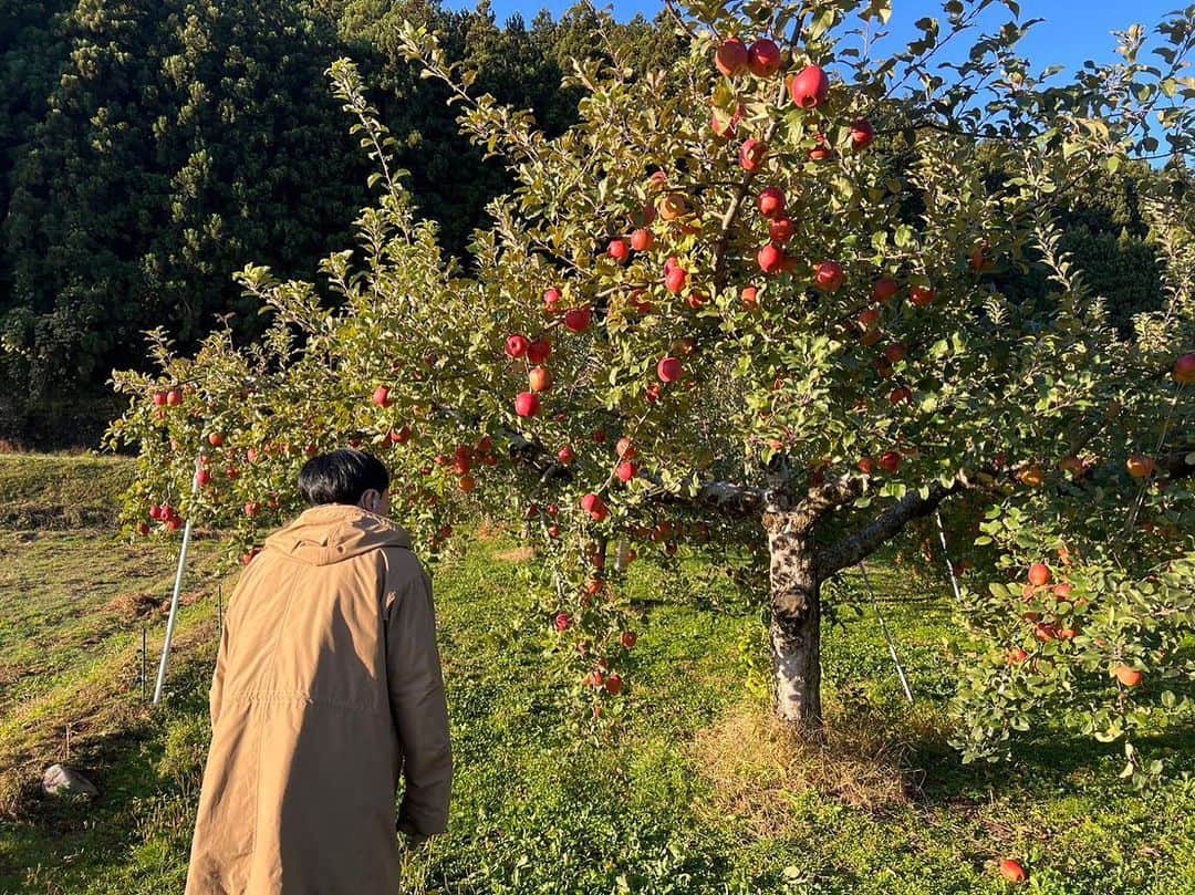 依田司のインスタグラム：「11月21日(火) 栃木県矢板市の「加藤農園」さんのリンゴ畑から。 ここ矢板市はリンゴの生産量が栃木県内トップを誇ります。実が完全に熟すまで樹につける「樹上完熟」によって瑞々しく、甘いリンゴになるんだそう。 今年は異例の残暑が続いたため、収穫時期が2週間ほど遅くなってしまったそうです。それでも、ここ最近の冷え込みで成長がすすみ、少しずつ出荷が始まりました。猛暑の影響からか、今年は例年より甘いリンゴが出来たそうです。りんごジュースやりんごバター、りんごのグラッセなど、どれも絶品。直売所や道の駅で購入可能。 2枚目、私はどこ？。  #加藤農園のサンふじ #LACOSTE #ラコステ #依田さん #依田司 #お天気検定 #テレビ朝日 #グッドモーニング #サタデーステーション #気象予報士 #お天気キャスター #japan #japantrip #japantravel #unknownjapan #japanAdventure #japanlife #lifeinjapan #instagramjapan #instajapan #療癒 #ilovejapan #weather #weathercaster #weatherforecast」