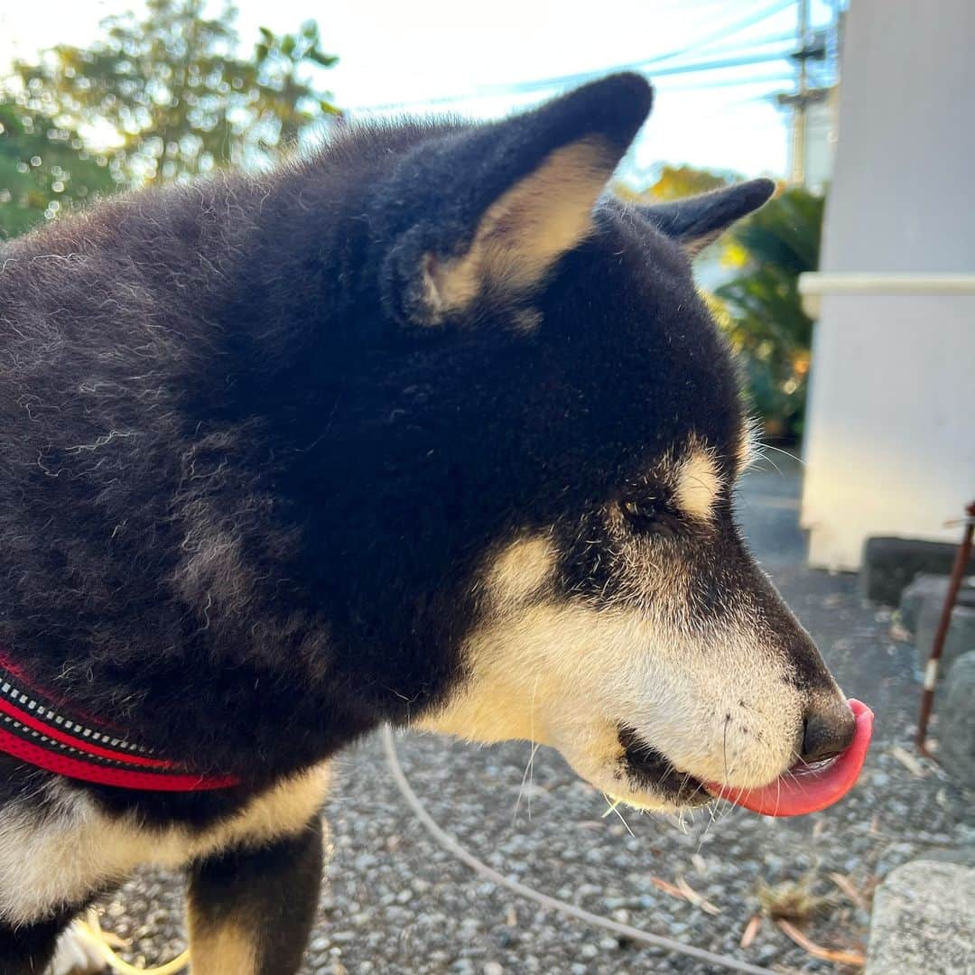 小川博永のインスタグラム：「サツマイモ美味いの顔。  #ししまる爺さん  #今朝まる #ししまる #dog #dogs #柴犬 #黒柴」