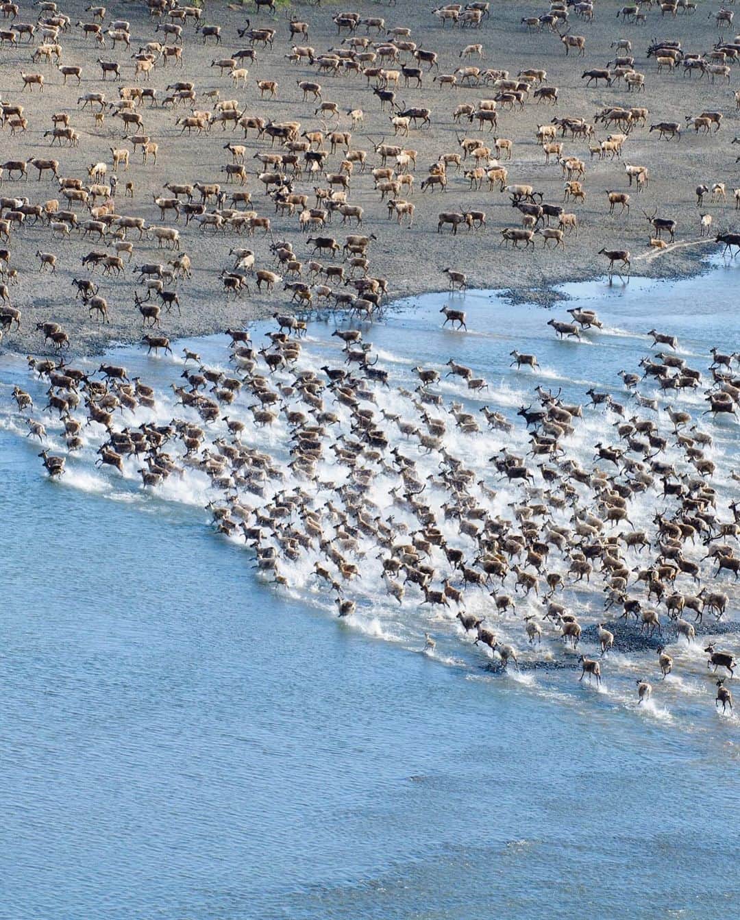 patagoniaさんのインスタグラム写真 - (patagoniaInstagram)「One more critical area in Alaska needs your support today.  In the Brooks Range, a growing coalition of conservation and Indigenous groups are pushing back against a state proposal to develop a 211-mile private industry road.  If developed, the Ambler Road project would cut through the largest connected park system in the country, cross 11 major rivers and threaten key hunting grounds and water sources that local Indigenous communities depend on.   The Ambler Road was fast-tracked by former President Trump in 2020, but the Biden administration found major issues with the proposal. Now the administration wants to hear from you.   Submit a comment by December 22, through link in bio, to tell President Biden the Ambler Road has no place in the Brooks Range.  Photos: Austin Siadak, Florian Schulz, David W. Shaw」11月21日 9時54分 - patagonia
