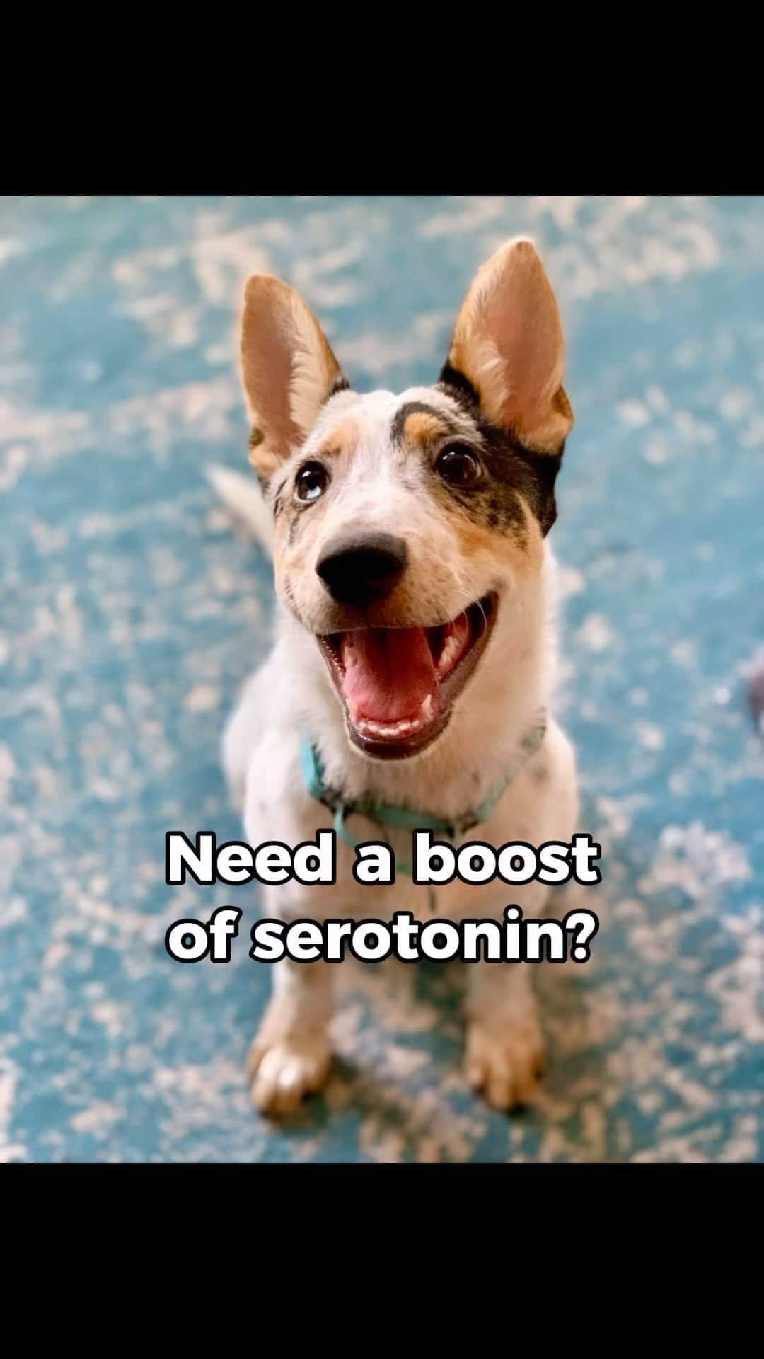 DogsOf Instagramのインスタグラム：「Need a boost of serotonin? Here are some big happy dog smiles to do the trick! Congrats to @dapittie on winning $100 from @earthanimal1979 🎉 And a huge thank you to everyone who submitted to our Super Smiles Contest, we love to see all your happy pups! Be sure to check out @earthanimal1979’s new no-hide strips and Wisdom Air-Dried dog food recipes 😋 Treat yourself with 20% off any Wisdom 2 lb bags with code: DogsofIG20 - link in bio 🎁  Don’t forget to enter our Peace.Love.Pups Holiday Giveaway for the chance to win over $2,000 in prizes including another $500 to @earthanimal1979 🎄  Featured doggos (sorry we could only tag 20 in the video!) 📸 🐶: @dapittie, @abby_herds_the_ocean, @lifeofmooze, @bakerbarnes, @bruno_woof_floof, @miloandmorpheus, @thecutestrye, @gingie.and.paolo, @livbretts, @k.hunersen, @huckleberryandmiley_mncorgis, @shannonsmith7557, Chelsea Schoof, @tara7723, @thehuskybeagles, @lilbuddymonty, @say.archiese, @amanda_tomas, @isleofzissou, @piacristina_c, @vanessa__723, @brody_thepom, @akalla.zerpa, @zerpa.paula, @beautiful_catharsis, @rubyloudoodledoo, @ginny.the.shiba, @bree.rubel, @hasley_the_pitibull, @lifewithkenjijoy, @goku_world_1022, @corgi_zero with Earth Animal Wisdom Dog Food 🐕   #supersmiles #dogsmiles #smilingdogs #serotoninboost #peacelovepups #earthanimal」