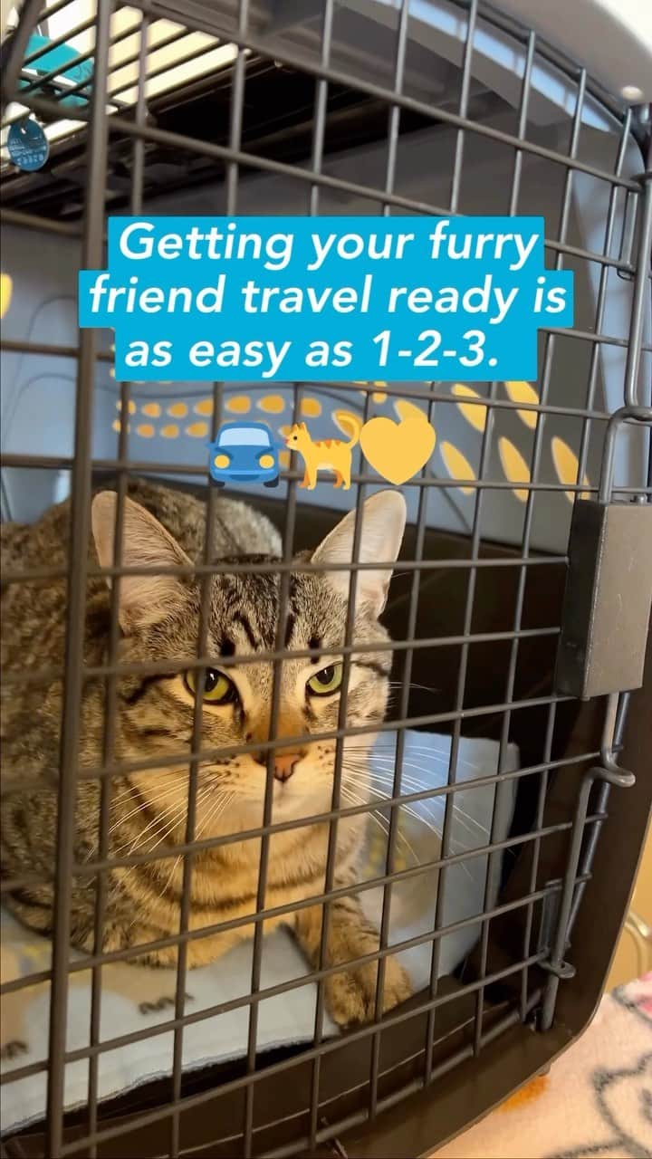 Fresh Stepのインスタグラム：「A little pre-trip prep goes a long way.  Before you head out for the holidays make sure your cat gets plenty of mental and physical stimulation, talk with your vet if they get carsick, and bring along something familiar that helps turn their crate into a safe space. 🧘‍♂️ 🚗😸  See the link in our bio for more great travel tips from Best Friends Animal Society.  #zencat #roadcat #cats #catlovers #freshstep #freshsteplitter」