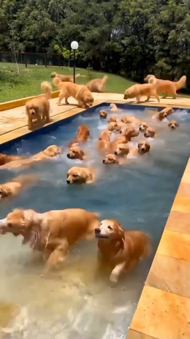 Baby Animalsのインスタグラム：「Tag who you’re bringing to this pool party! 😍  Video credit: @gffkennel   #doggos #dogparty #poolparty #doggylove #doglove #cutedogs #cuteanimals #dogsofinstagram #doggy #doglovers #doglife #lovedogs #dogreels」