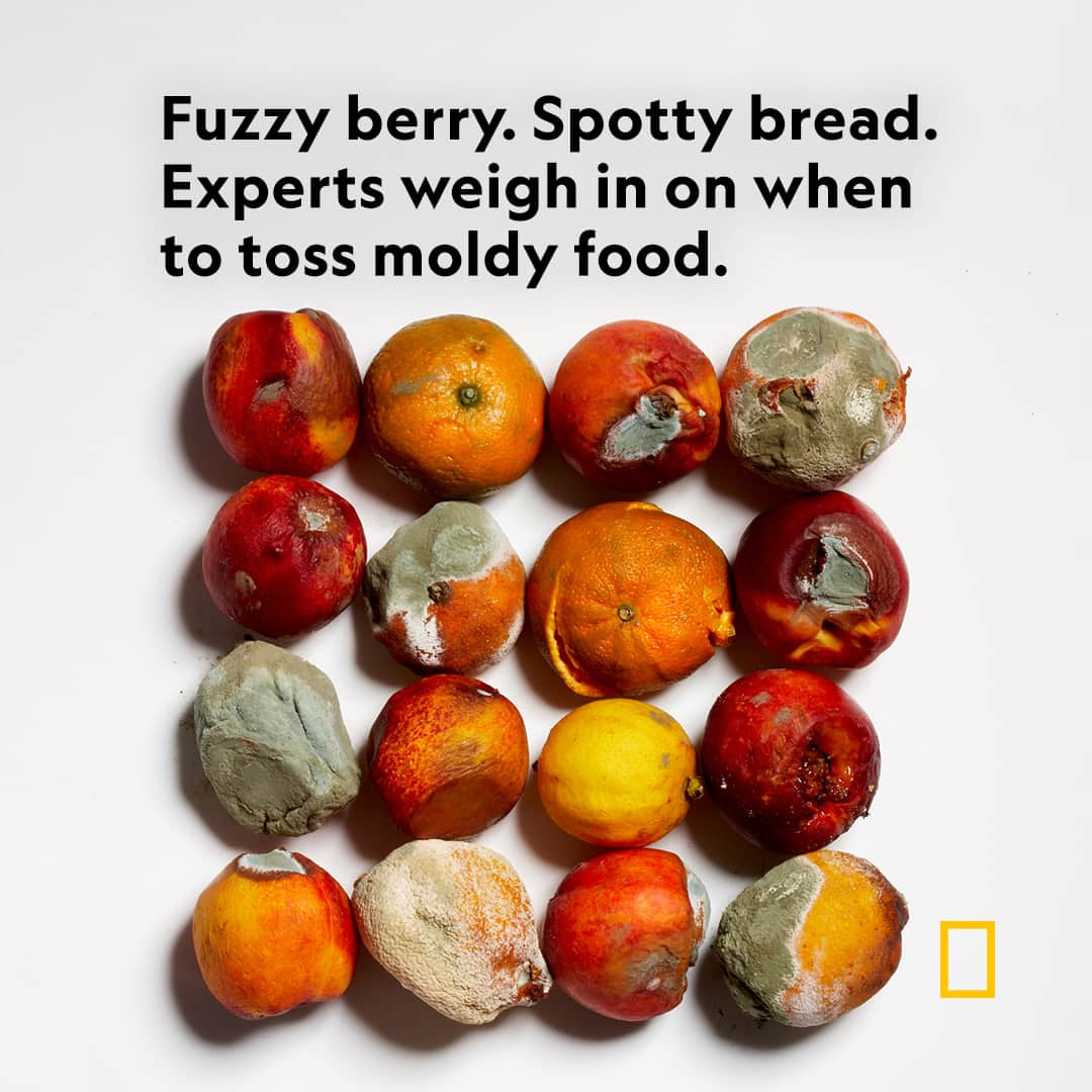 ナショナルジオグラフィックのインスタグラム：「Can one fuzzy berry ruin the bunch? Can you cut away a spotty piece of bread from the loaf? Sometimes, the decision to keep or toss moldy food isn’t so cut and dry. Head to the link in bio for an expert guide to best household practices to extend your food life and protect your gut.  Photograph by Jon Snedden, Camera Press/Redux」