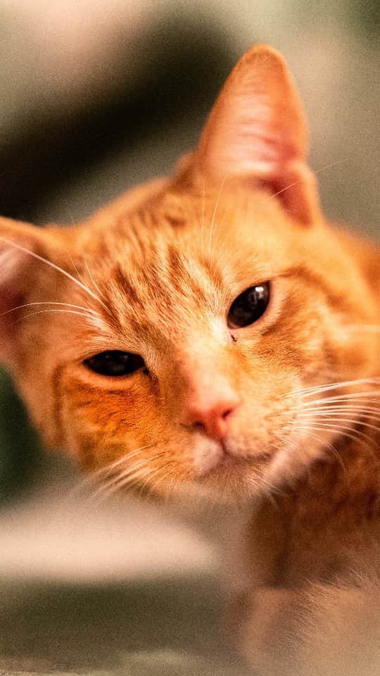 Lil BUBのインスタグラム：「Just last week, the sweetest stray cat showed up in our yard. He ran right up to us purring and ready to snuggle, and liked us so much that he set up camp in our backyard (now in our sunroof until he sees the vet). He greets us at our window every morning and likes to take walks around the house with Rosco and Lula, which I caught on video here!  Lula and Stacy named him Mittens, but then Rosco accidentally called him Mipppens, and I think that's the perfect name for him (although Lula and Stacy are going to call him Mittens forever).   Speaking of which, we're going to take him to get spayed and checked out tomorrow, and I'm going to introduce him to Vivian, my last remaining studio cat. She's been lonely and will hopefully become his best friend, forever.  #hellomipppens #welcomehomemipppens #mipppens」
