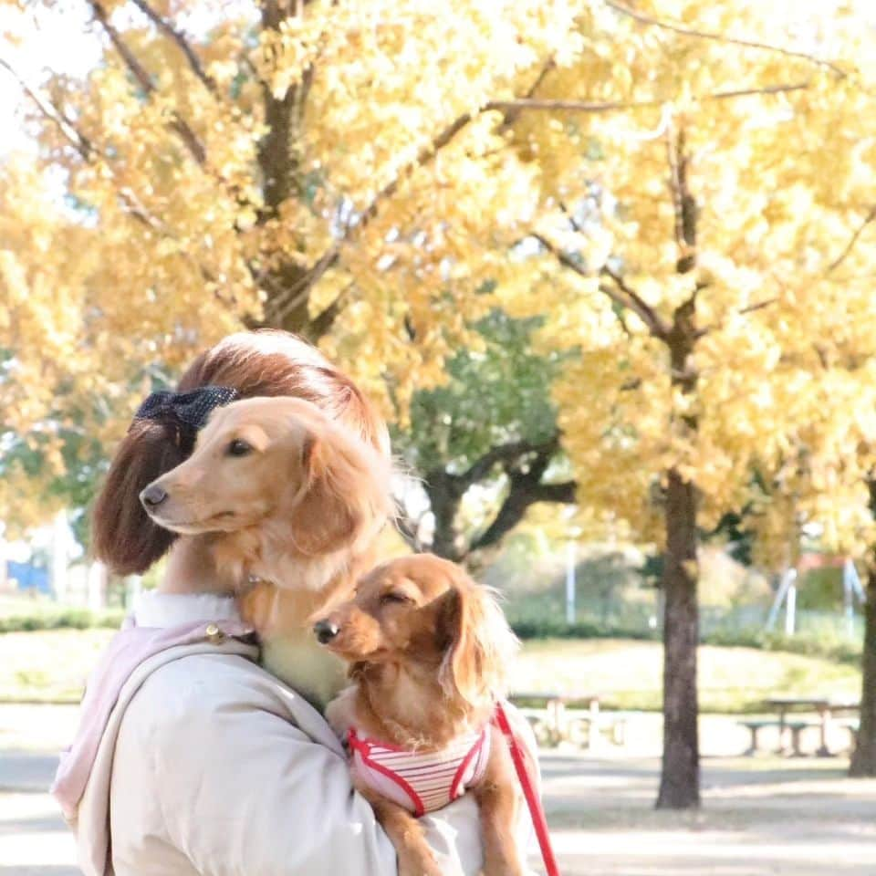 ピックさんのインスタグラム写真 - (ピックInstagram)「私と、ピク＆ピコバージョン🍁🍁 、 @kota.emon.papi.mama  カメラマン美里📷 ありがとうねー 、 来週は、ドキドキハラハラ😁😁 、 暴れまるまるが心配だけど、 とっても楽しみ 、 よろしくねー✌️ 、 #写真好きな人と繋がりたい  #写真 #一眼レフ  #素敵な写真  #ありがとうございました  #ミニチュアダックス多頭飼い  #ダックス #イッヌ #いぬバカ部 #pecoいぬ部 #peppyフォト部 #dachshundlove #doggy #dogstagram_japan #イヌスタグラム #いぬすたぐらむ #たんそく部 #いぬのいる暮らし #犬の居る生活 #miniaturedachshund #犬 #dog #todayswanko #pecoいぬ部 #わんわん小学校 #lovedogs #犬好きな人と繋がりたい」11月21日 4時44分 - pick09040904