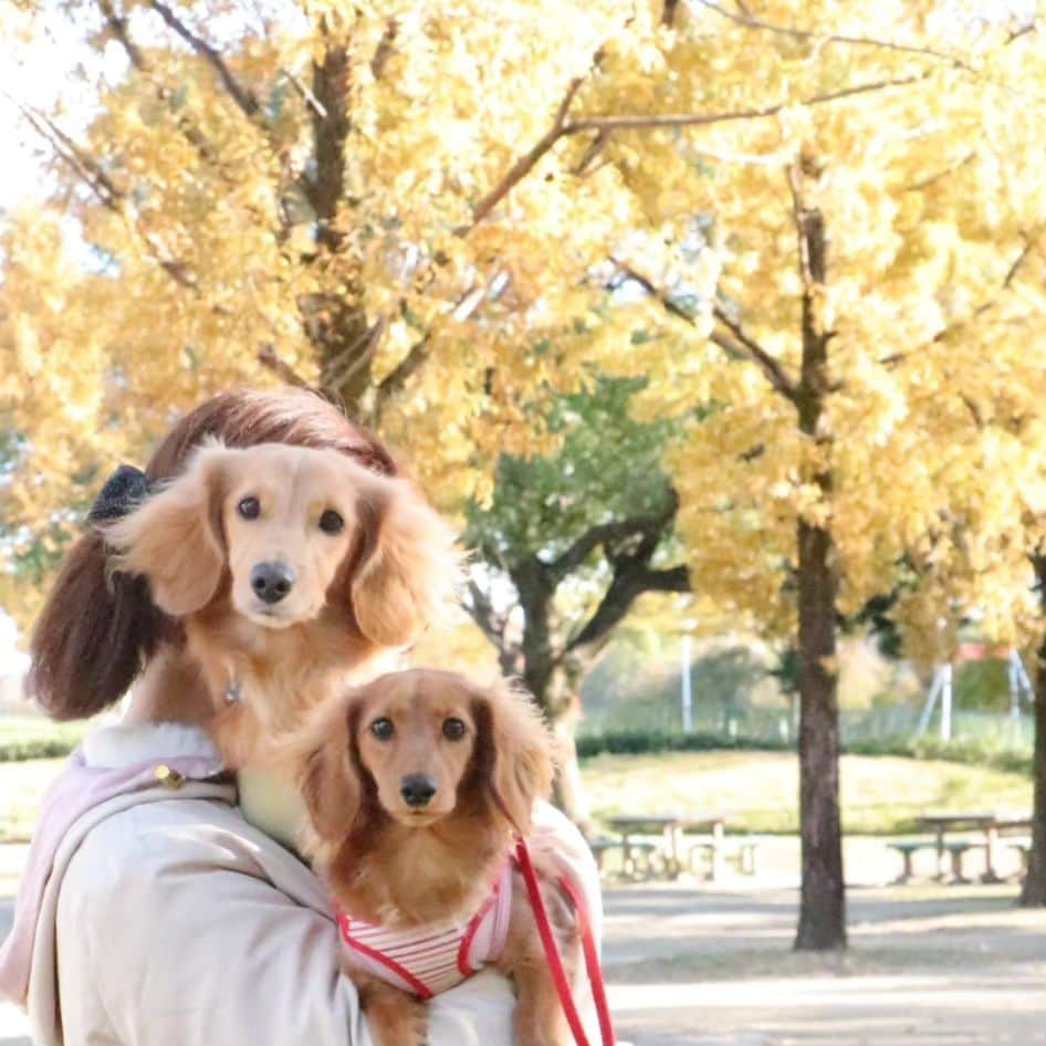 ピックのインスタグラム：「私と、ピク＆ピコバージョン🍁🍁 、 @kota.emon.papi.mama  カメラマン美里📷 ありがとうねー 、 来週は、ドキドキハラハラ😁😁 、 暴れまるまるが心配だけど、 とっても楽しみ 、 よろしくねー✌️ 、 #写真好きな人と繋がりたい  #写真 #一眼レフ  #素敵な写真  #ありがとうございました  #ミニチュアダックス多頭飼い  #ダックス #イッヌ #いぬバカ部 #pecoいぬ部 #peppyフォト部 #dachshundlove #doggy #dogstagram_japan #イヌスタグラム #いぬすたぐらむ #たんそく部 #いぬのいる暮らし #犬の居る生活 #miniaturedachshund #犬 #dog #todayswanko #pecoいぬ部 #わんわん小学校 #lovedogs #犬好きな人と繋がりたい」