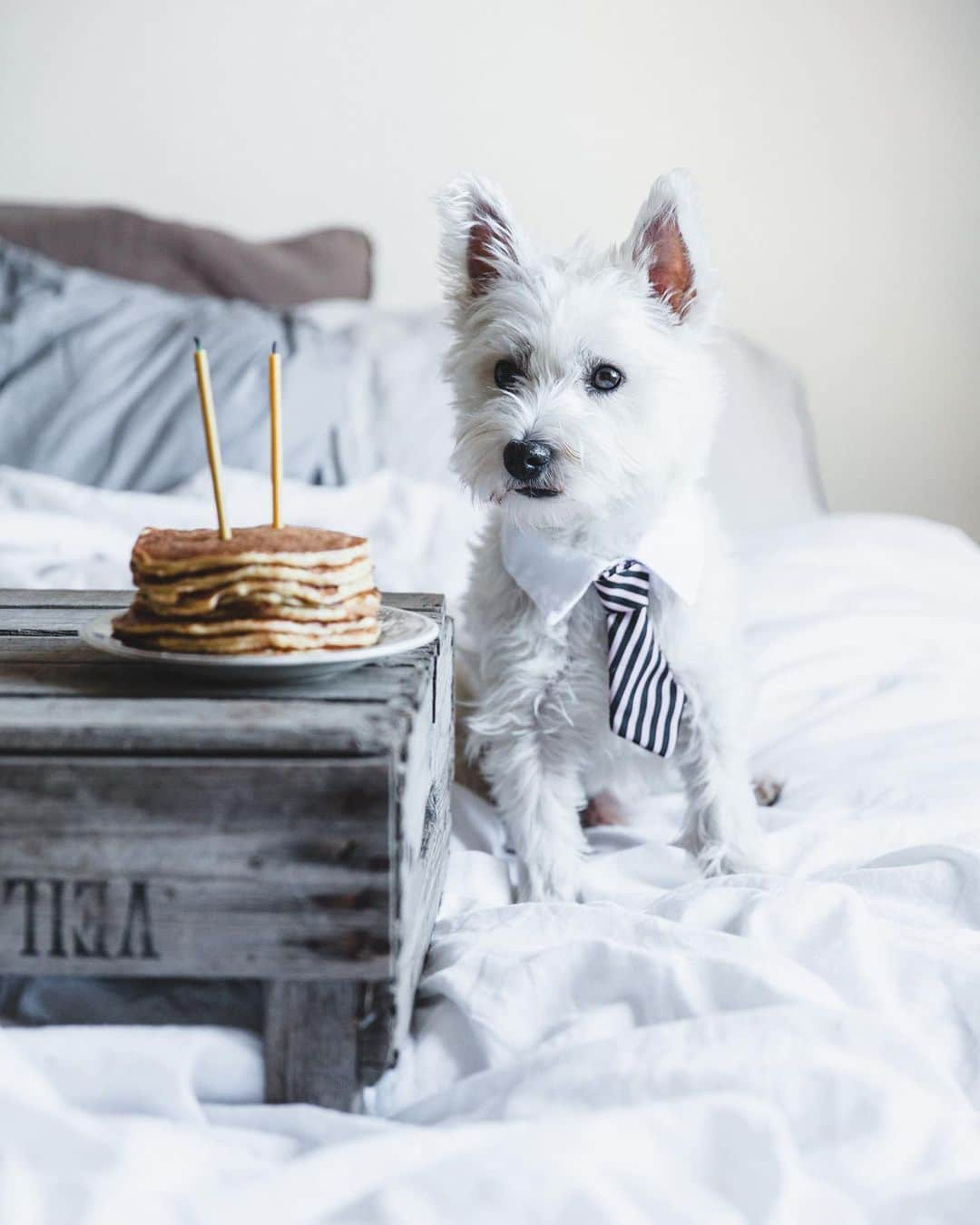 Linda Lomelinoさんのインスタグラム写真 - (Linda LomelinoInstagram)「Happy 8 years in Sweden to my best friend Mozart🥹❤️   #westie #rescuedog」11月21日 4時54分 - linda_lomelino