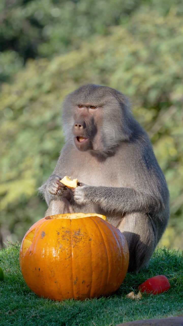 San Diego Zooのインスタグラム：「What vibe are you giving off this Thanksgiving? 🦃 - The picky eater  - The person who plays with their food  - The one who doesn’t share their favorite side  #Baboon #Thanksgiving #Feastagram #SanDiegoZoo」