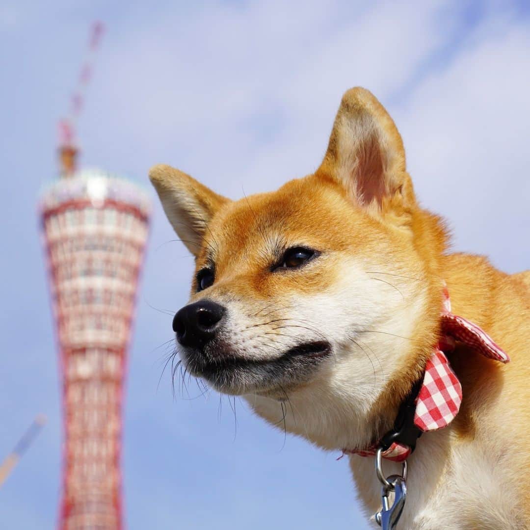 柴犬小春のインスタグラム：「綺麗になったポートタワーと小夏 千葉から神戸に来た頃は、スタバもまだ メリケンパークになかった。 当時の小春の動画をみるとそんな発見があったりします。 時は流れるなぁ・・・」