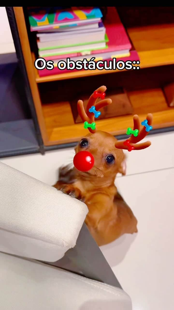 Gabriela Salesのインスタグラム：「“Vai mamãe, monta logo essa árvore 👀”  E aí, monto ou não monto? Kkkk 🎄🎅🏼🦘🧸  #NatalRica #Natal #arvoredenatal #beloclaudionor #claudeteshakira #pinscher」