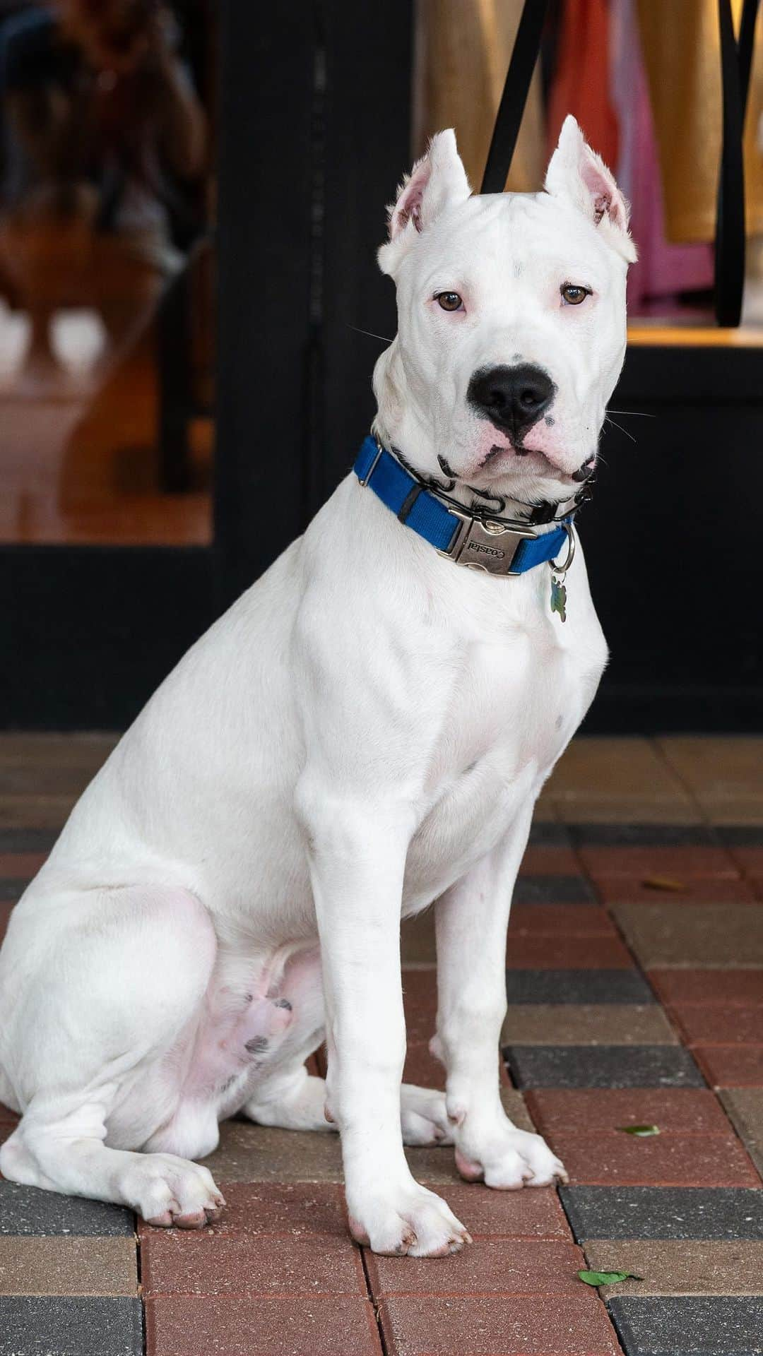 The Dogistのインスタグラム：「Ghost, Dogo Argentino (6 m/o), Mizner Park, Boca Raton, FL • “He’s hilarious. He’s dog obsessed, and he’s very sweet. My favorite part about having a dog is the companionship. He’s a goofball – he’s so silly, and he just keeps me so entertained.” @dogo_interrupto」