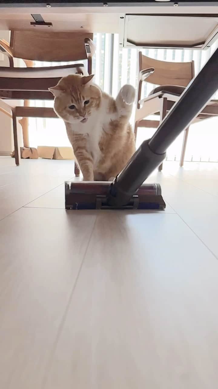 のインスタグラム：「＊ ファイティンぐ。 ・ #終わりなき闘い ・ Guppy vs vacuum cleaner.」