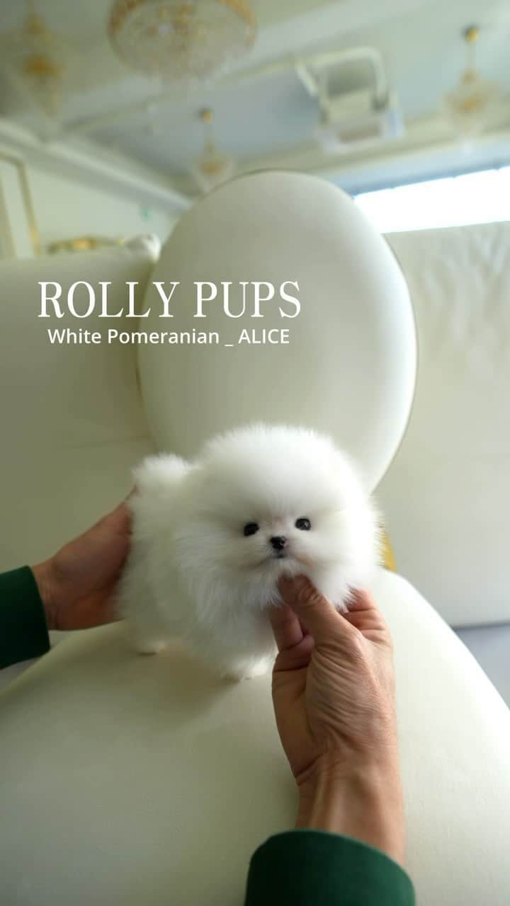 Rolly Pups INCのインスタグラム：「Alice, our fluffy white Pomeranian, will melt your hearts with her sweetness only at KPups by Rolly!」