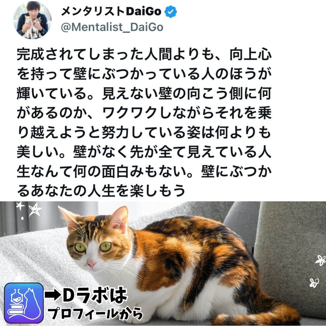 メンタリストDaiGoさんのインスタグラム写真 - (メンタリストDaiGoInstagram)「🐈本日の名言📚 プロフィールからDラボもみてね  #心理学 #メンタリスト #dラボ  #dラボはプロフィールから」11月21日 8時00分 - mentalistdaigo