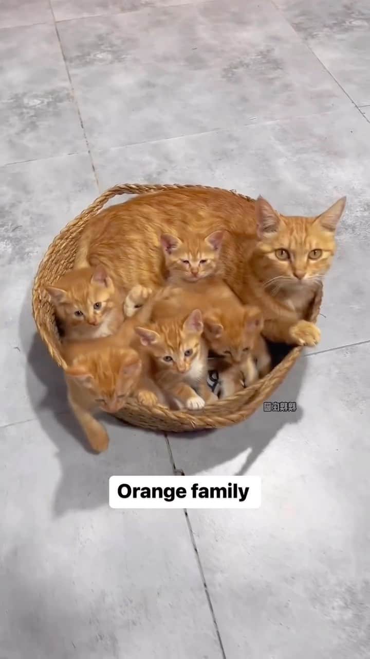 Cute Pets Dogs Catsのインスタグラム：「Orange family   Credit: adorable @糗糗庄园 - DY ** For all crediting issues and removals pls 𝐄𝐦𝐚𝐢𝐥 𝐮𝐬 ☺️  𝐍𝐨𝐭𝐞: we don’t own this video/pics, all rights go to their respective owners. If owner is not provided, tagged (meaning we couldn’t find who is the owner), 𝐩𝐥𝐬 𝐄𝐦𝐚𝐢𝐥 𝐮𝐬 with 𝐬𝐮𝐛𝐣𝐞𝐜𝐭 “𝐂𝐫𝐞𝐝𝐢𝐭 𝐈𝐬𝐬𝐮𝐞𝐬” and 𝐨𝐰𝐧𝐞𝐫 𝐰𝐢𝐥𝐥 𝐛𝐞 𝐭𝐚𝐠𝐠𝐞𝐝 𝐬𝐡𝐨𝐫𝐭𝐥𝐲 𝐚𝐟𝐭𝐞𝐫.  We have been building this community for over 6 years, but 𝐞𝐯𝐞𝐫𝐲 𝐫𝐞𝐩𝐨𝐫𝐭 𝐜𝐨𝐮𝐥𝐝 𝐠𝐞𝐭 𝐨𝐮𝐫 𝐩𝐚𝐠𝐞 𝐝𝐞𝐥𝐞𝐭𝐞𝐝, pls email us first. **」