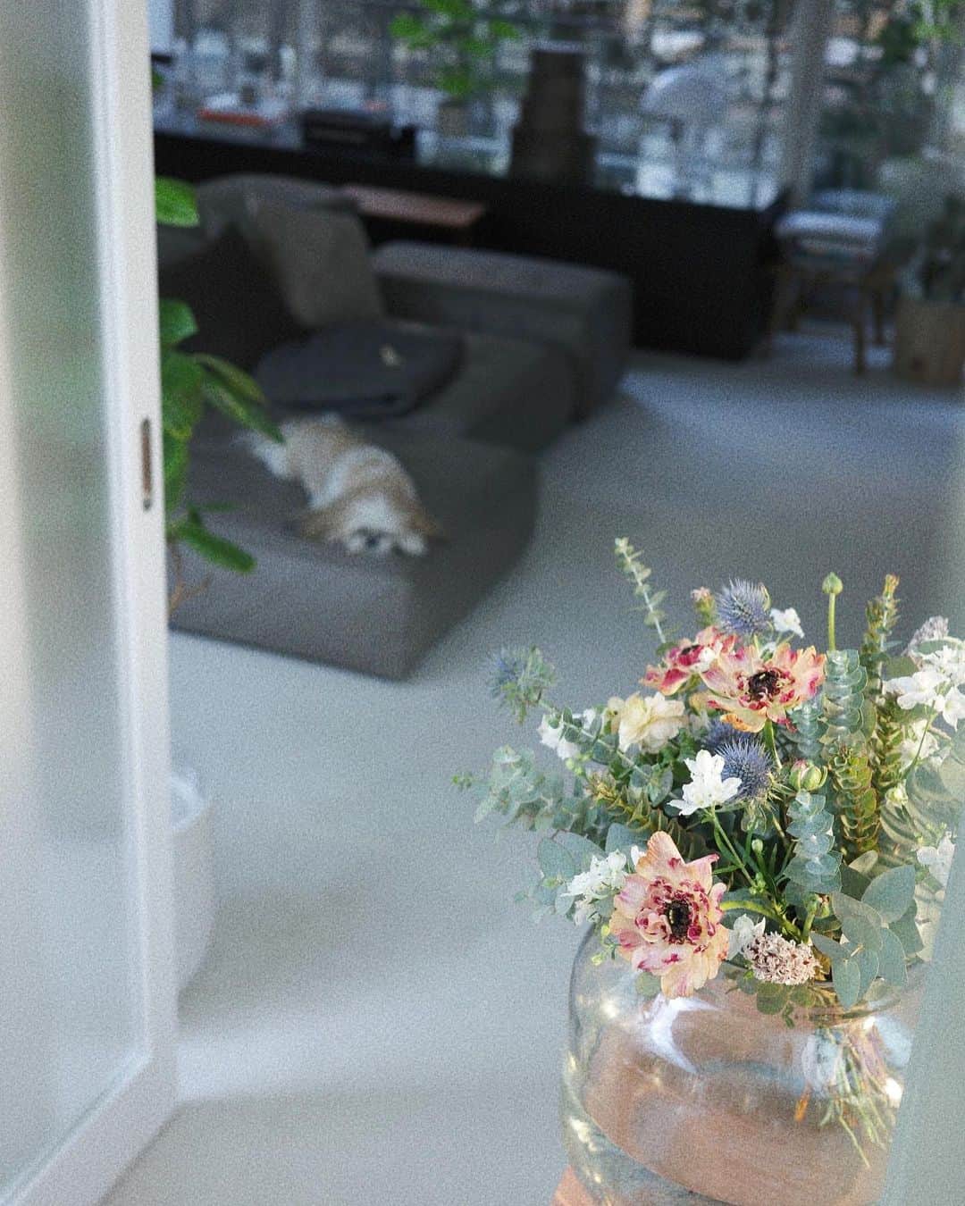 kazumiのインスタグラム：「寒くてみんなお寝坊気味の朝。 「ごはんだよー！」と言っても今日は誰も来ない😂  自宅用に @ours_flower さんでお願いしたお花が とても可愛くて朝から幸せ💐🤍  今日も元気に〜！ . #お花のある暮らし#kazumiのおうち#花 #oursflower #flower#kazumiのおうち#犬 #犬のいる暮らし#引越し#home」