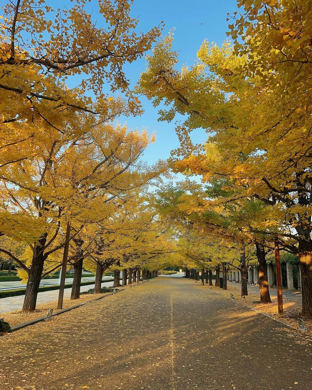 花乃まりあのインスタグラム：「. 今朝は昭和記念公園の紅葉を生中継📽️  ずらっと並んだイチョウ並木、今朝はお天気も良くて青空とのコントラストも最高でした☀️ . #ZIP!#紅葉#昭和記念公園#国営昭和記念公園」