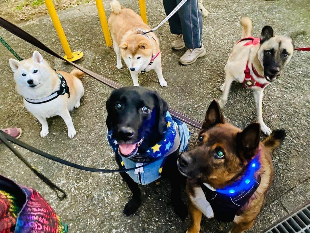 Kazumi-Gakumamaのインスタグラム：「おはようございま~す☀️  久しぶりに5匹揃いました🐾🐾🐾🐾🐾🐾🐾🐾🐾🐾  この光景も、あとひと月で見られなくなるんだね😢  淋し過ぎる🥲 🐾----*----*----*----🐾 Good morning ☀️  It's been a long time since I've seen all 5 childhood friends together 🐾🐾🐾🐾🐾🐾🐾🐾🐾🐾  In another month, this sight will no longer be seen😢  I feel lonely🥲 🐾----*----*----*----🐾 #柴犬 #岳 #柴犬岳 #柴犬ガク#gaku #shibainugaku #shiba #shibainu #shibastagram #いぬすたぐらむ #pecoいぬ部 #pecotv  #dogsofinstagram #ワンフルエンサー  #hermoso #Instagram #weeklyfluff #🐕📷 #dailyfluf #散歩友達 #大好きな仲間 #幼なじみ #ハルちゃん #ルーク #姫ちゃん #福ちゃん #早朝散歩 #おやつタイム #散歩仲間 #20231121」