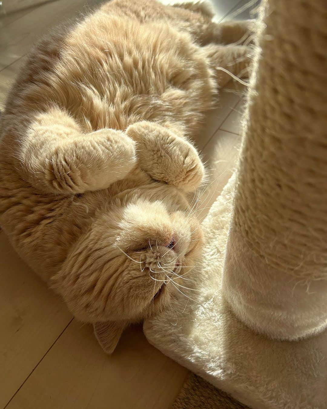 マッシュのインスタグラム：「おはようございマッシュポテト！ あったかグッズ マッシュ抱き枕とポテ吉ラグ発売したいよーな。 #あったらいいな #mash1126a  #マッシュのぺちゃんこライフ #cat #マッシュ #エキゾチックショートヘア #ねこ　#ネコ  #猫 #kitty  #猫部 #ねこ部 #ねこあつめ #にゃんだふるらいふ #猫莫迦 #catstagram #ExoticShorthair #catsofinstagram #catsosofinstagram #katten」