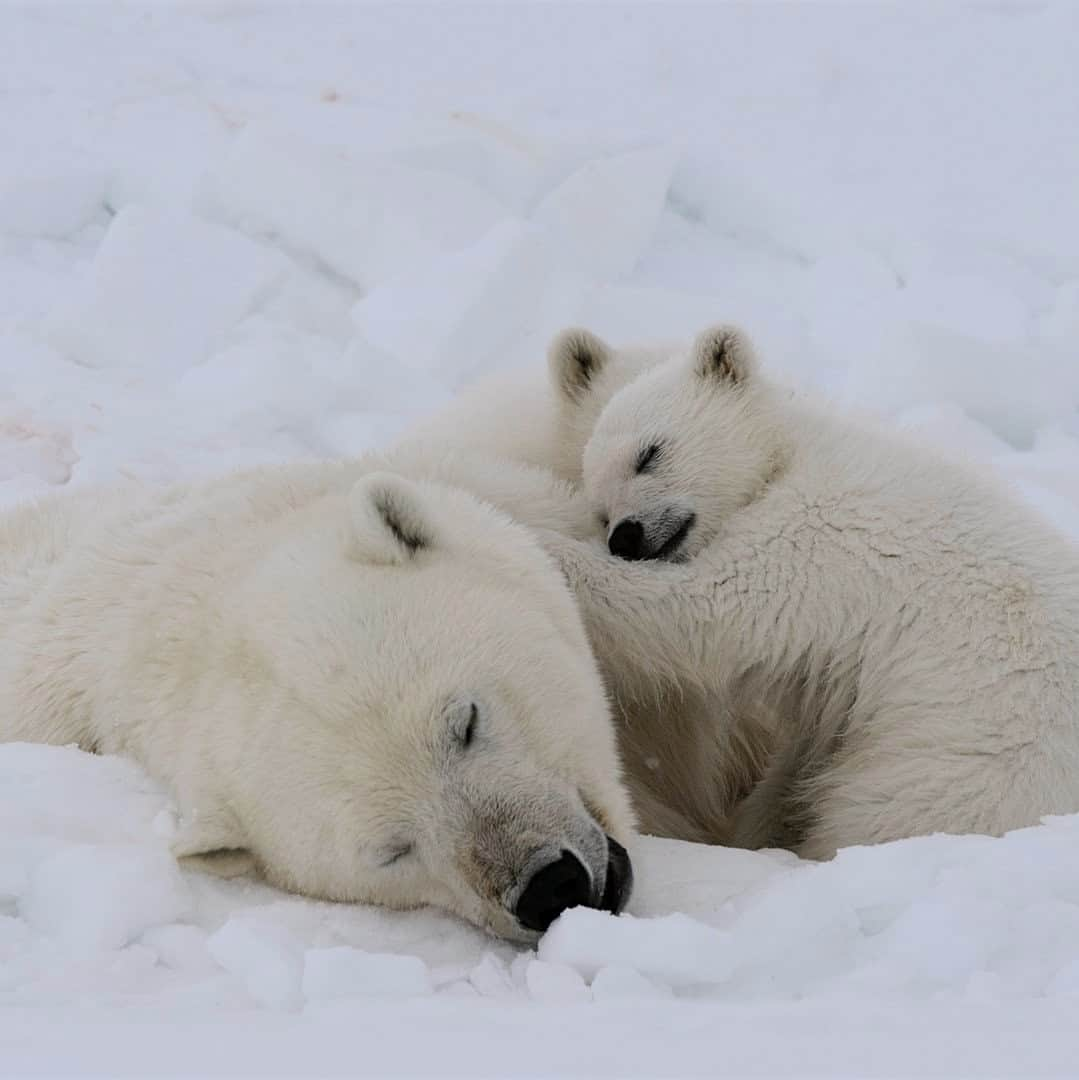 ナショナルジオグラフィックさんのインスタグラム写真 - (ナショナルジオグラフィックInstagram)「Photo by @mattiasklumofficial | A polar bear and her cubs take a well-deserved snooze after devouring a bearded seal. Polar bears nap almost anywhere and anytime, especially after feeding. The summer sun never really sets in the Svalbard region of Norway. However, light is softer and even more gorgeous at night. I usually choose to work the "night shift" since the polar bears (and other species) tend to be more active then—as do their prey. But day and night distinctions do not mean that much in the Arctic, which has 24 hours of daylight in summer and 24 hours of darkness during winter. Please follow me @mattiasklumofficial for more.」11月21日 9時00分 - natgeo