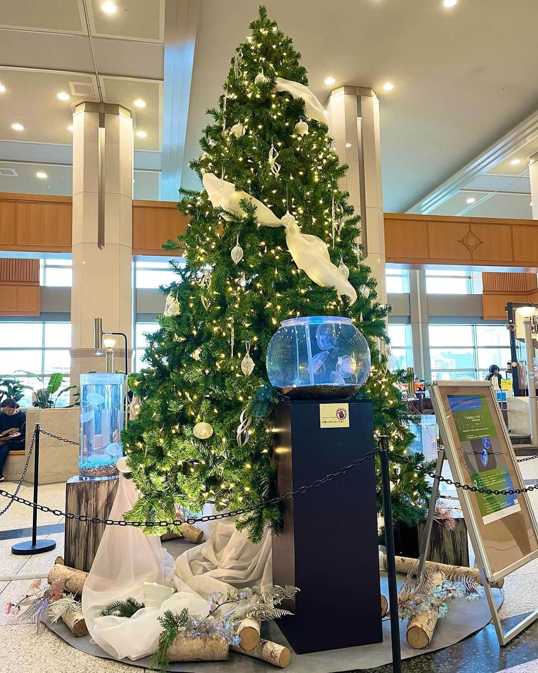 大阪・東京のアクアリウムならa.a.c.さんのインスタグラム写真 - (大阪・東京のアクアリウムならa.a.c.Instagram)「OAPにてクリスマス装飾の施工をしました🎄🪼🎄 . . 今回はクラゲでクリスマス空間を演出させて頂きました🪼🪼🪼 . フワフワ舞っているのはミズクラゲ。幻想的な雰囲気を醸し出してくれます🪼 . 12/25まで展示しています✨ ぜひお立ち寄りください(^^) . 場所：OAP 大阪アメニティパーク2F . . . #インテリア #インテリアアクアリウム #水草 #水槽 #水槽のある暮らし #熱帯魚 #海水魚 #水槽レンタル #水槽メンテナンス #大阪 #東京 #アクアポニックス  #art #aquarium #fish #空間デザイン #オフィスデザイン #オフィスグリーン #オーダーメイド水槽 #インテリアコーディネート #グリーンコーディネート #内装デザイン #水槽設計 #水槽施工 #北堀江 #oapプラザ #クリスマス装飾 #クラゲ」11月21日 11時00分 - 8rium_aac