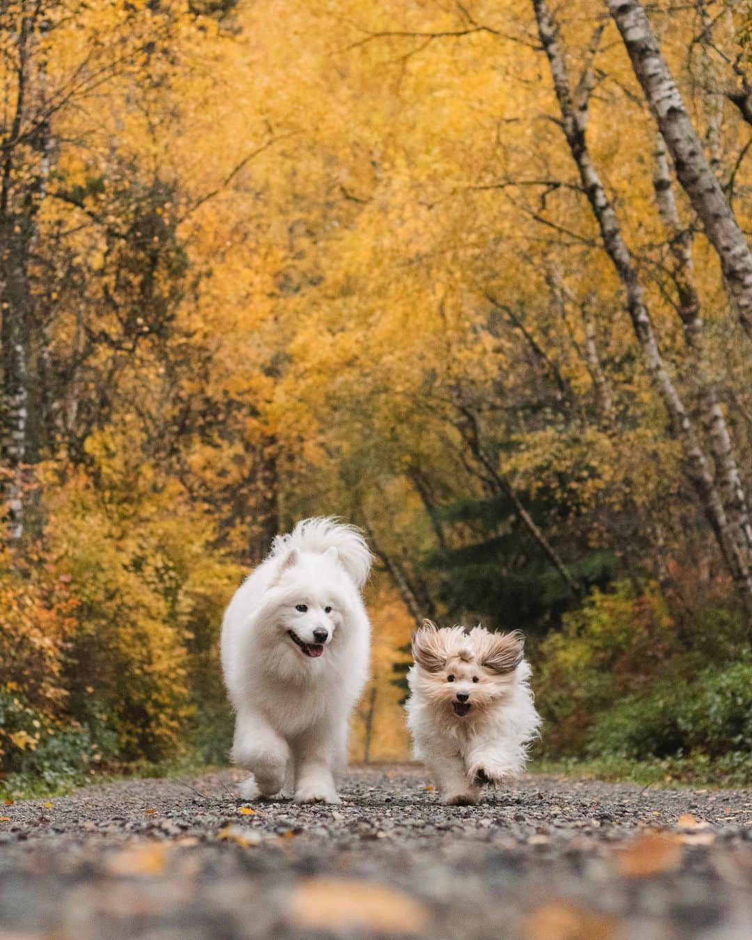 Loki the Corgiさんのインスタグラム写真 - (Loki the CorgiInstagram)「Best friend goals 💛 @ your best friend!」11月21日 9時13分 - lokistagram