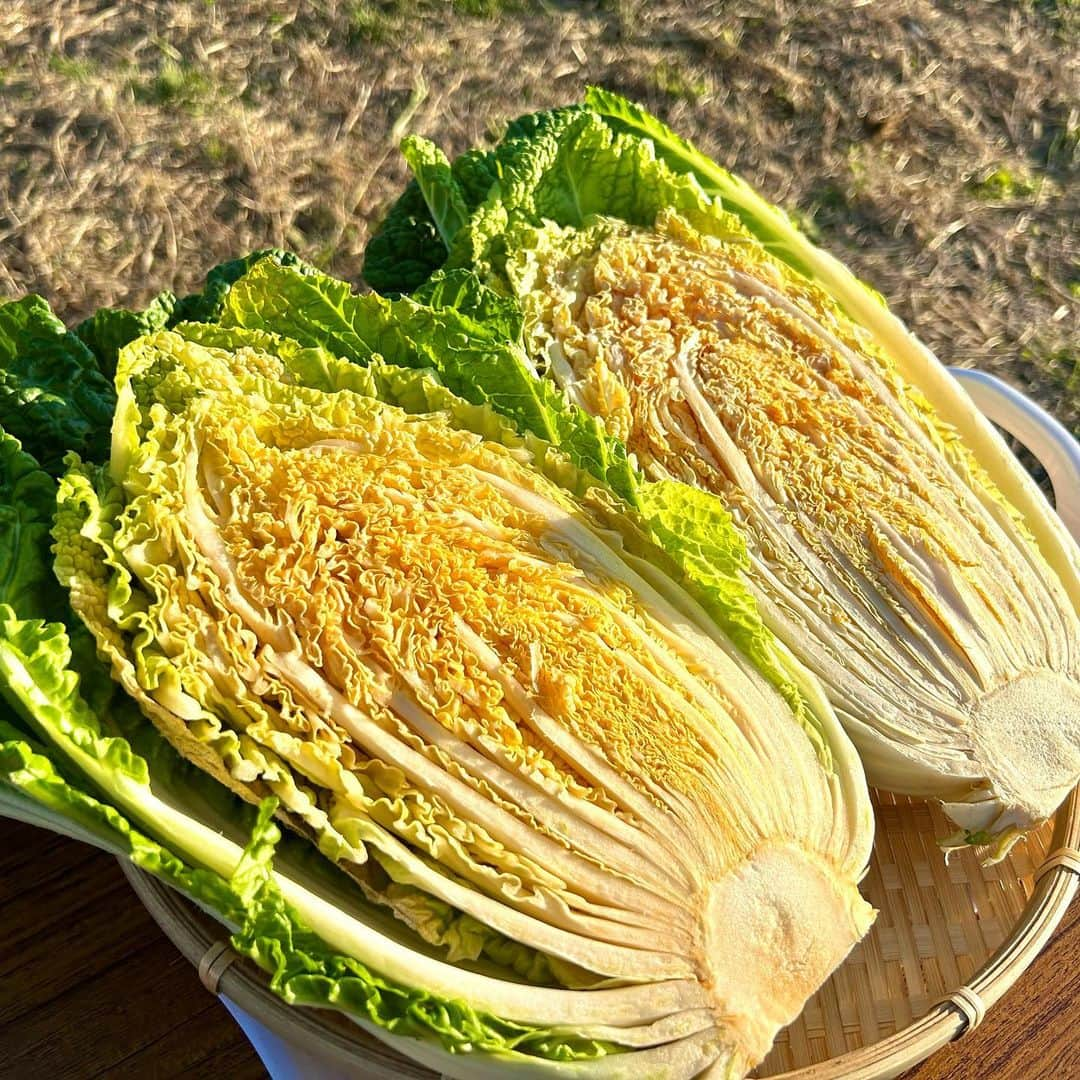 山﨑加奈さんのインスタグラム写真 - (山﨑加奈Instagram)「・ 昨日のTHE TIME,中継🌱 焼津から、今が旬！中身がオレンジ色の白菜をご紹介しました🧡  『オレンジクイン』という品種のもので、生でかぶりついても美味しくてびっくり！😳 ミルフィーユ鍋にしたらより甘みが増して絶品です✨  三和(みわ)農園さんではオンラインで購入もできますよ！ この冬はオレンジ色の鍋で温まりましょう〜☺️🫶 ・ #thetime_tbs  #静岡グルメ #焼津グルメ  #白菜 #白菜レシピ #ミルフィーユ鍋 #オレンジクイン #白菜スープ  #アナウンサー #山﨑加奈」11月21日 20時06分 - kana_yamazaki_sbs