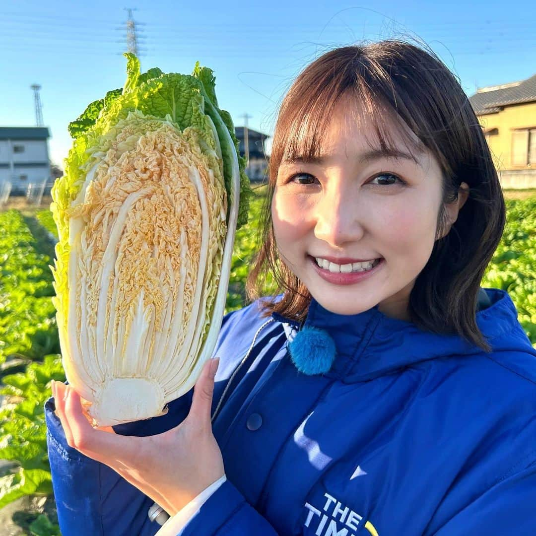 山﨑加奈さんのインスタグラム写真 - (山﨑加奈Instagram)「・ 昨日のTHE TIME,中継🌱 焼津から、今が旬！中身がオレンジ色の白菜をご紹介しました🧡  『オレンジクイン』という品種のもので、生でかぶりついても美味しくてびっくり！😳 ミルフィーユ鍋にしたらより甘みが増して絶品です✨  三和(みわ)農園さんではオンラインで購入もできますよ！ この冬はオレンジ色の鍋で温まりましょう〜☺️🫶 ・ #thetime_tbs  #静岡グルメ #焼津グルメ  #白菜 #白菜レシピ #ミルフィーユ鍋 #オレンジクイン #白菜スープ  #アナウンサー #山﨑加奈」11月21日 20時06分 - kana_yamazaki_sbs