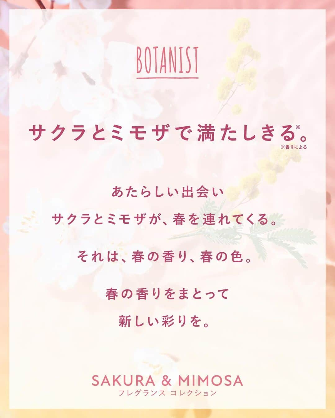 botanist officialさんのインスタグラム写真 - (botanist officialInstagram)「【サクラとミモザで、満たしきる*1。】 12/1（金）より、春限定『ボタニカルスプリングシリーズ』販売スタート！  今年は『フレグランスコレクション』として『サクラとミモザの香り』を展開✨  この季節だけの、これまでにない新しいデザインや独自の香りをお楽しみください♪  🌸サクラとミモザのWフレグランス ✔︎ パウダリーでフルーティーな甘さが特徴のサクラの香り ✔︎ 花の蜜感の甘さとグリーン感のある、爽やかさを感じるミモザの香り  🌸国産ソメイヨシノ発酵エキス*2 配合 ✔︎ 潤いを与え、ツヤのある髪と肌へ ✔︎ 街路時の枝を伐採する時に出る不要な葉を活用したサステナブルな原料  🌸ミモザエキス*3 配合 ✔︎ 清潔に保ちながら保湿して、やわらかい髪と肌へ ✔︎ 原料のミモザが枯渇しないように採集  🌸スプリングバリアコンプレックス*4 配合 ✔︎ 春特有の乾燥ダメージ*5 を受けた髪と肌をケア*6  ✔︎ 厳選された保湿成分をブレンドした配合  昨年に引き続き、スプリングシリーズの売り上げの一部を寄付し、寿命を迎える危機にある国産の桜ソメイヨシノの保全活動を継続して参ります。 美しい日本の桜を後世に残すための活動を広げていくことを目指します。   – あたらしい出会い サクラとミモザが、春を連れてくる。  それは、春の香り、春の色。  春の香りをまとって 新しい彩りを。 –  *1 香りによる *2 アスペルギルス／ソメイヨシノ葉発酵エキス（保湿成分） *3 ミモザアカシア花エキス（保湿成分）  *4 ボタンエキス、マグワ根皮エキス（全て保湿成分）、ワサビノキ種子エキス（毛髪補修成分） *5 乾燥による外的要因 *6 肌や髪に潤いを与えること  ＜発売 / 取扱い店舗＞ 12/1（金）：全国バラエティショップ、ドラッグストア（一部店舗除く） 12/4（月）：公式オフィシャルサイト、ECサイト（楽天市場、Amazon、Yahoo!）  #サクラとミモザの香り #春限定 #桜の香り #ミモザの香り #ダブルフレグランス #フレグランスシャンプー #香り好き #トリートメント #シャンプー #ヘアケアアイテム #BOTANIST #ボタニスト #植物由来」11月21日 20時11分 - botanist_official