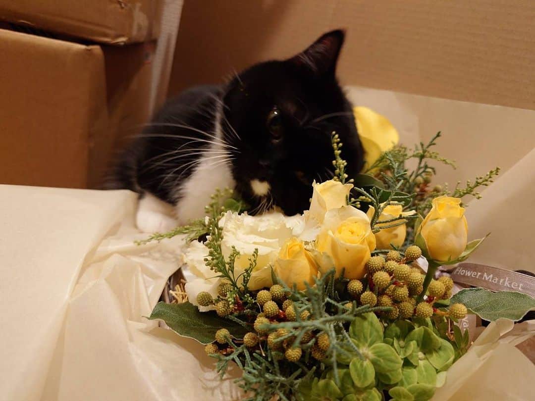 大宮エリーのインスタグラム：「誕生日迎えました ありがとうございます だんごが花に頬ずりしてます  誕生日っておめでとうって言われて 最高ですね！ しあわせ〜 😝」