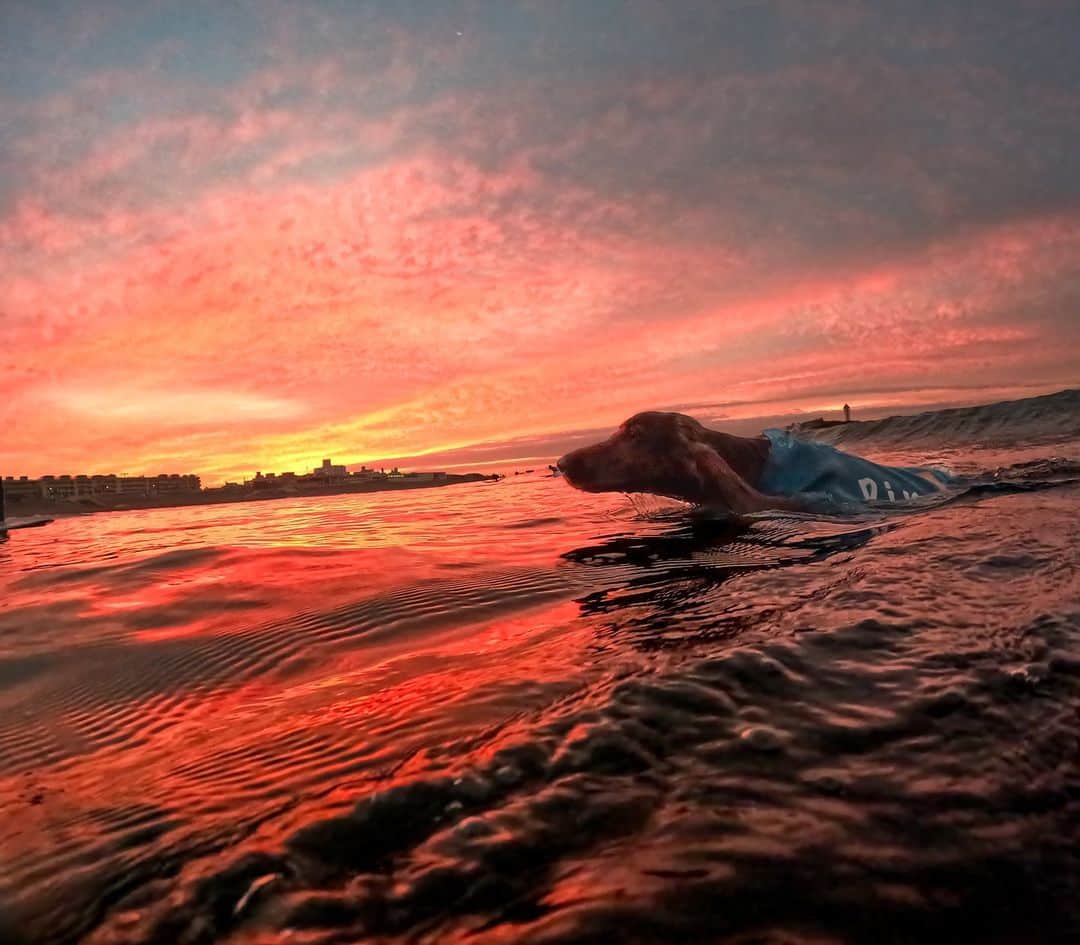 GoProのインスタグラム：「#朝焼け する片瀬海岸で早朝スイムを楽しむ @surfingdog.bambina 🐶🌅  #GoPro #GoProJP #GoProのある生活 #GoProPets #サーフィン #サーフドッグ #サーファー犬 #ドッグサーフィン #SurfDog」